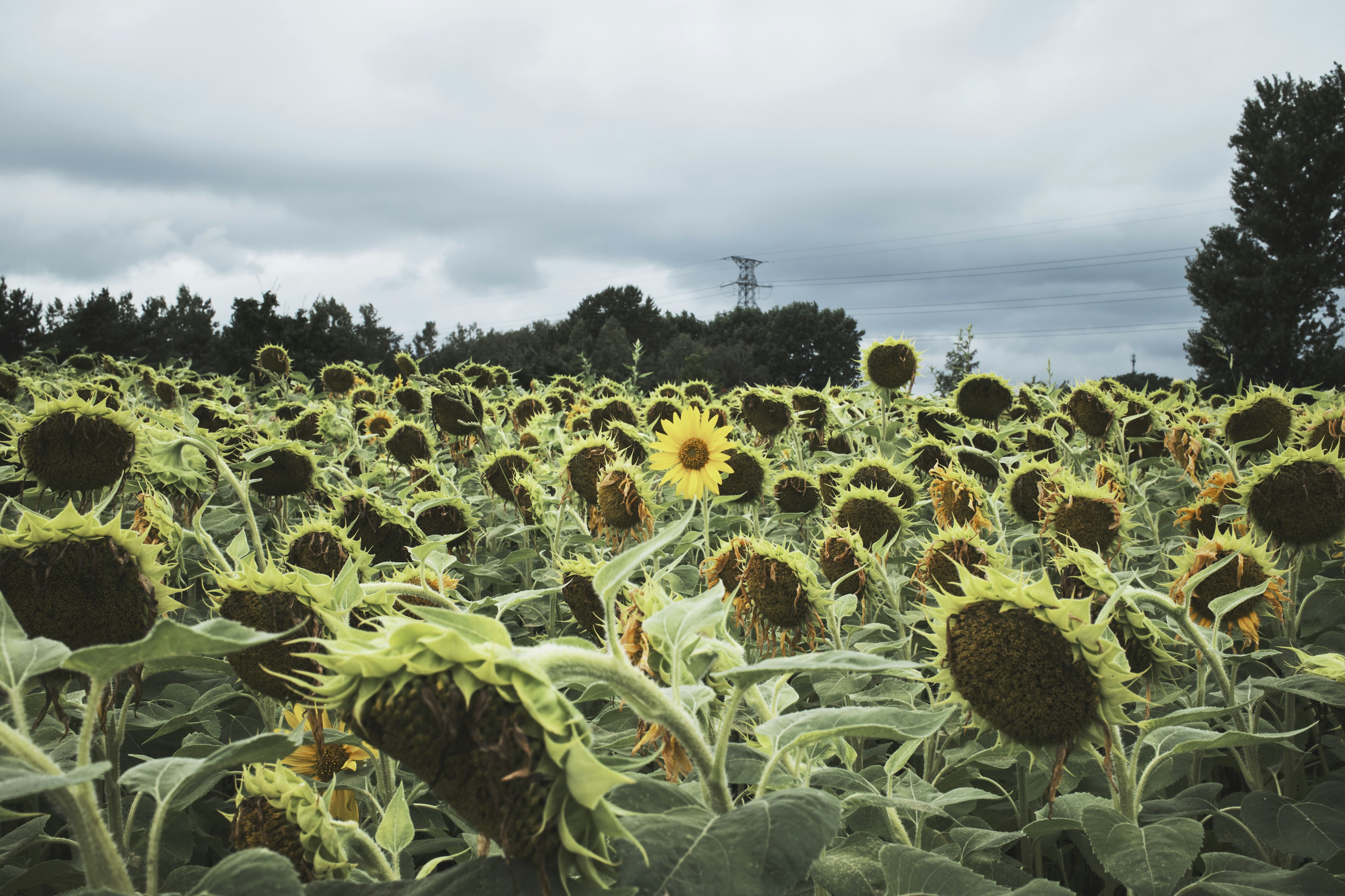 Campo de girasoles bajo un cielo nublado