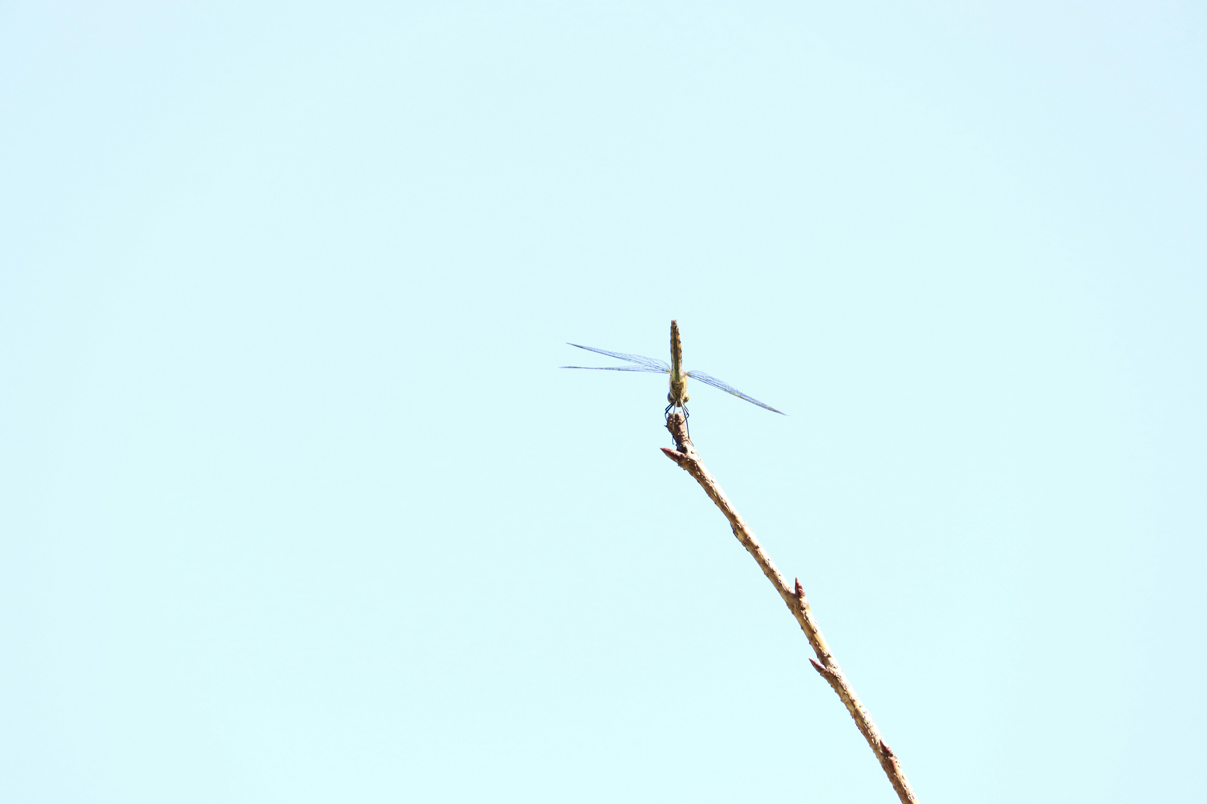 Eine kleine Libelle sitzt auf der Spitze eines Zweigs vor einem klaren blauen Himmel