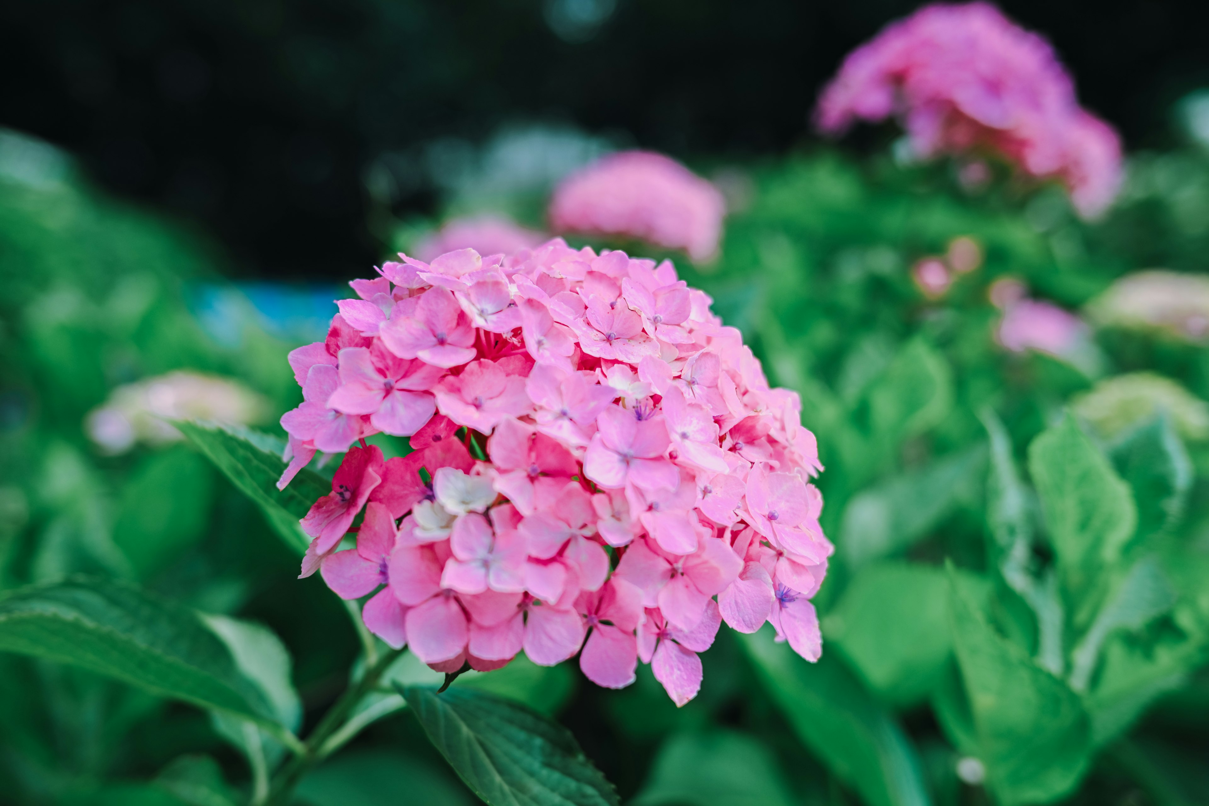 Pink hydrangea flower blooming among green leaves