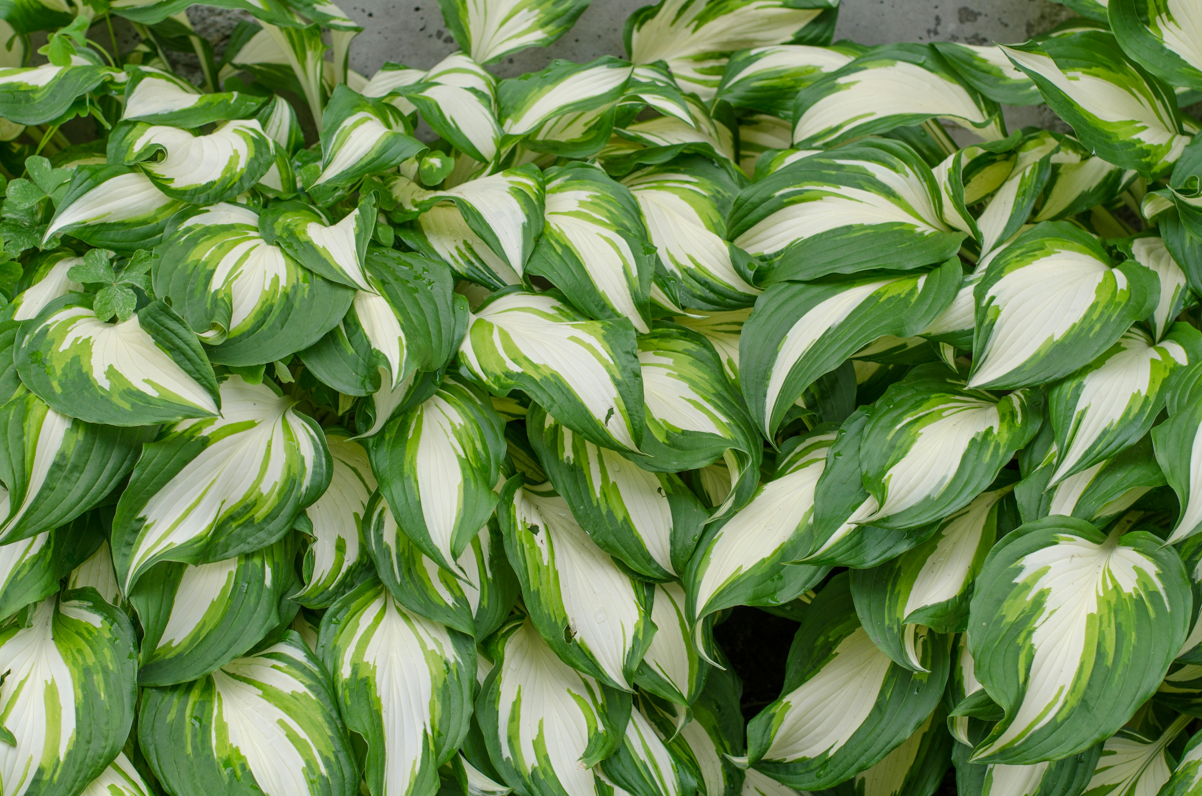 Cluster of hosta plants with green and white leaves