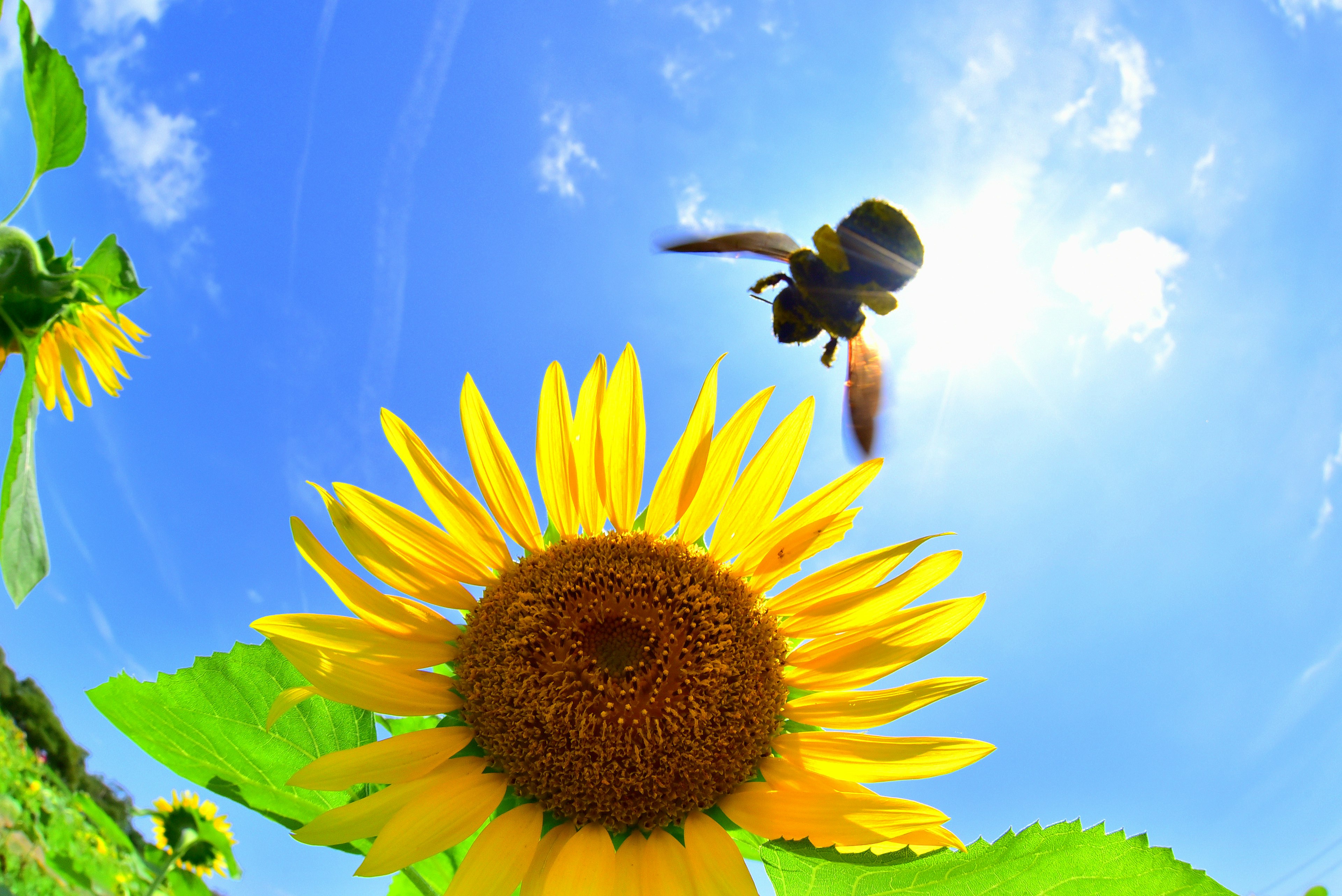 A bumblebee flying near a sunflower under a blue sky