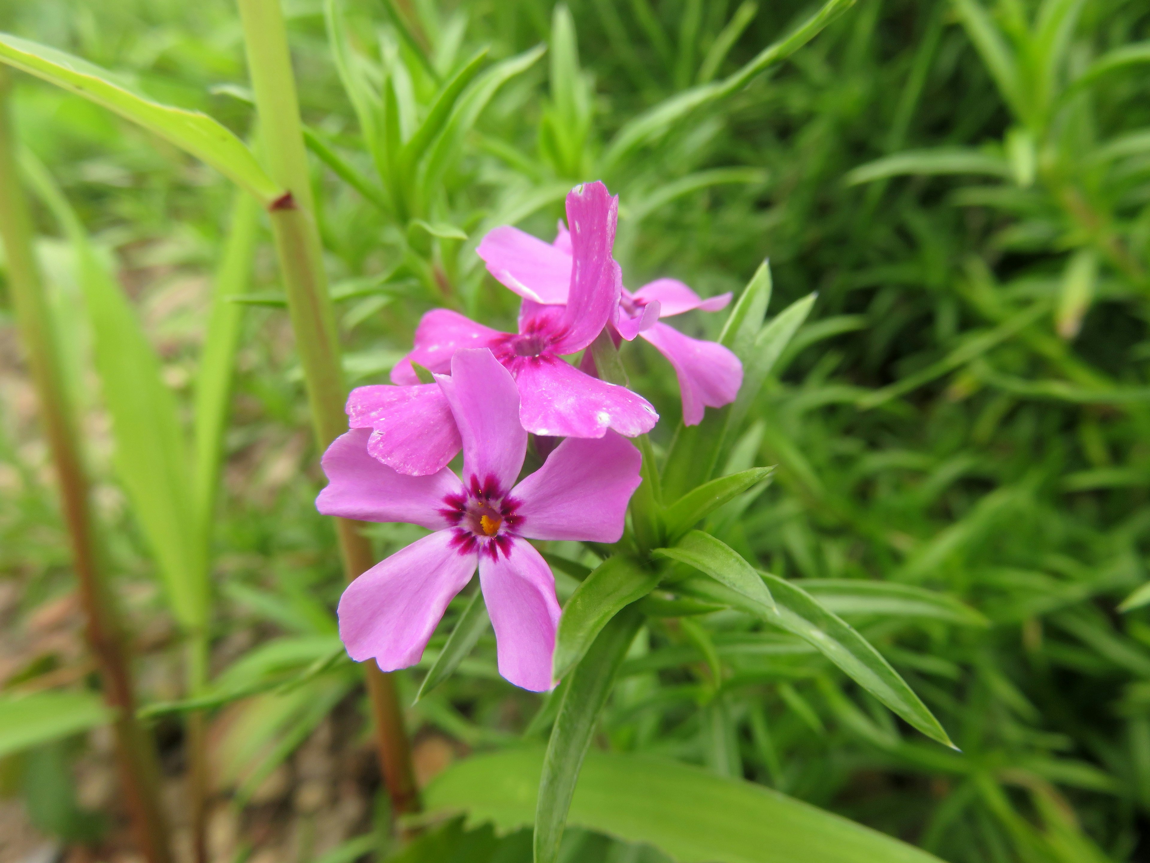 Bunga pink cerah mekar di antara daun hijau