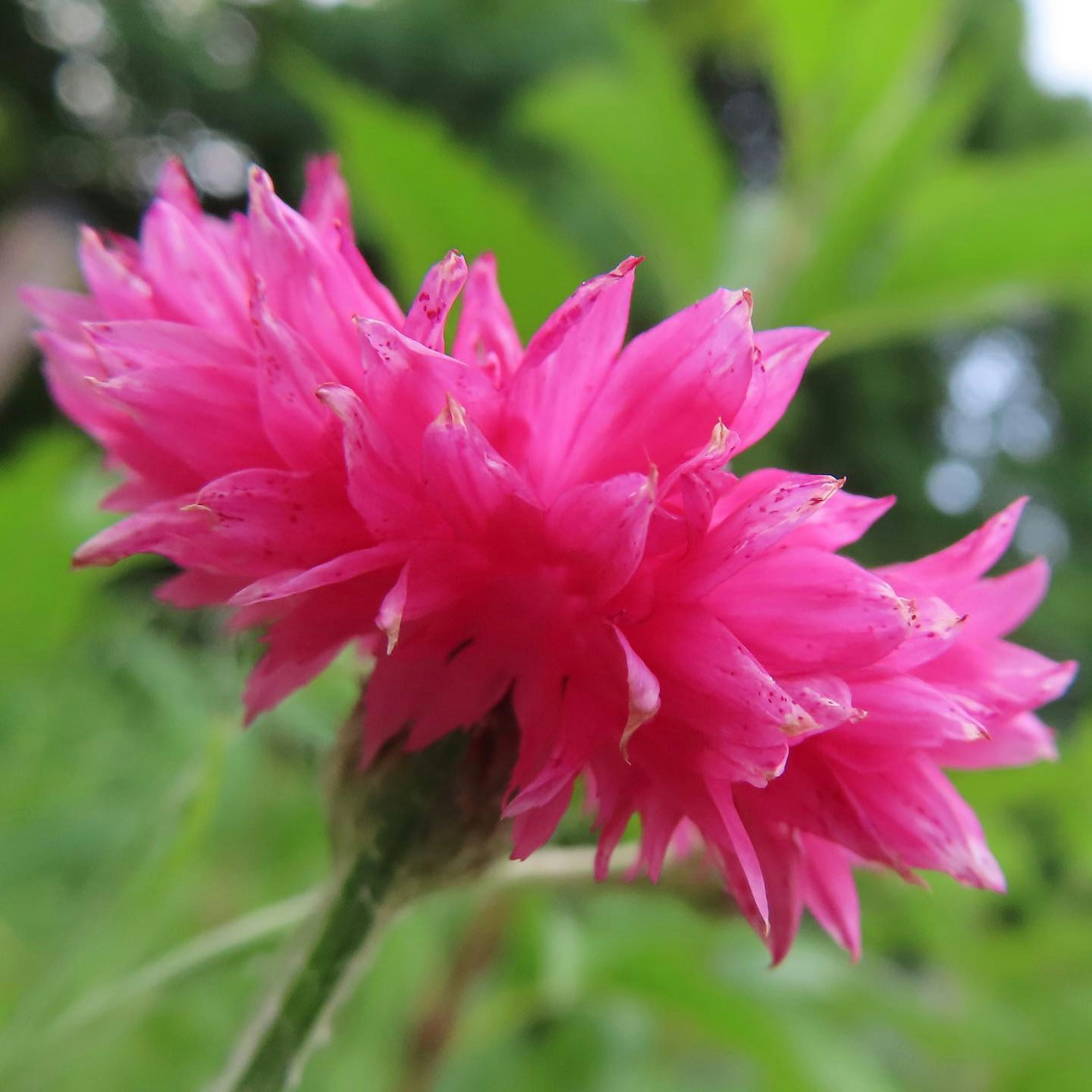 鮮やかなピンクの花が咲いている近接写真