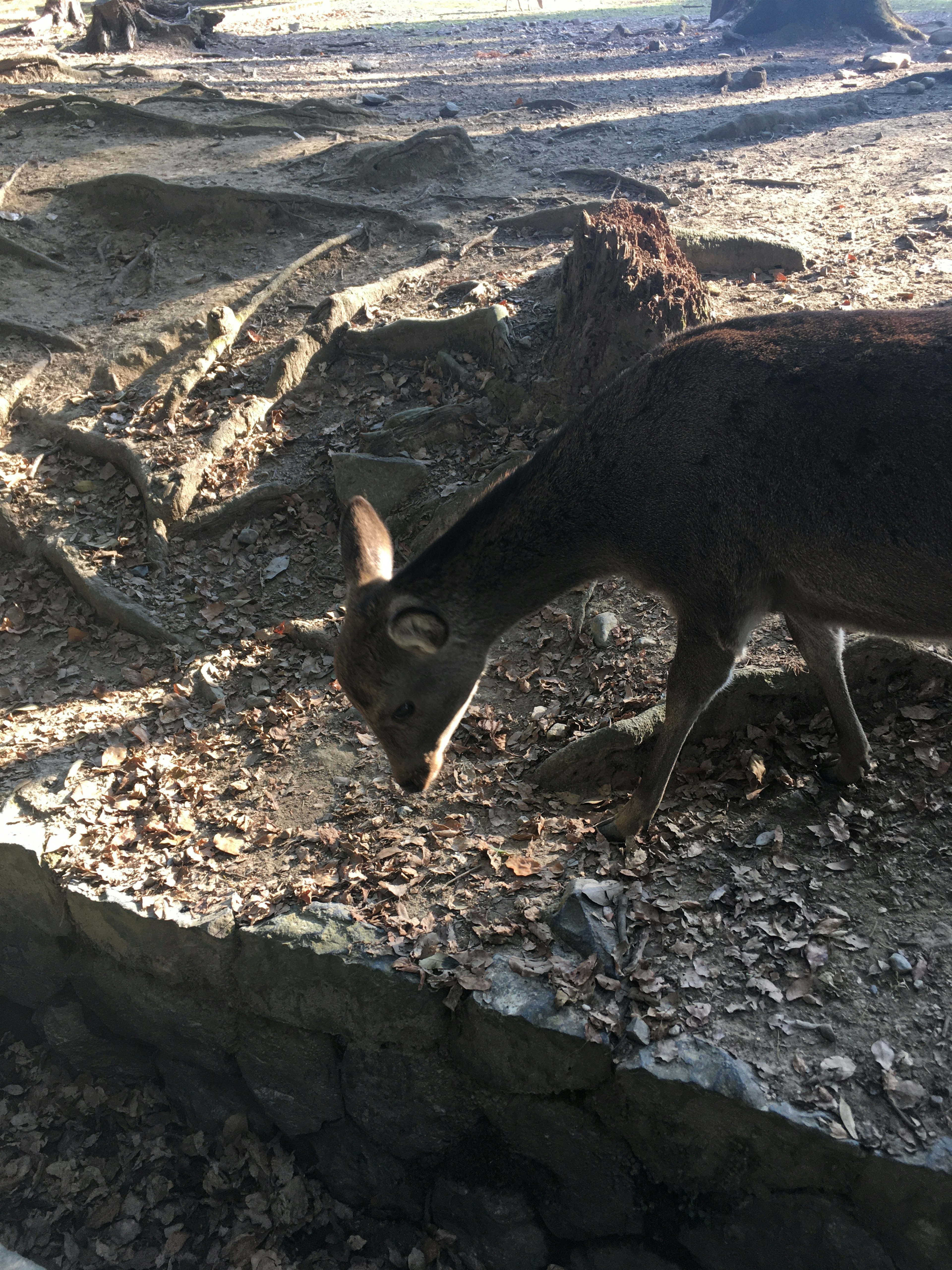 Un cervo che bruca il terreno in un ambiente naturale