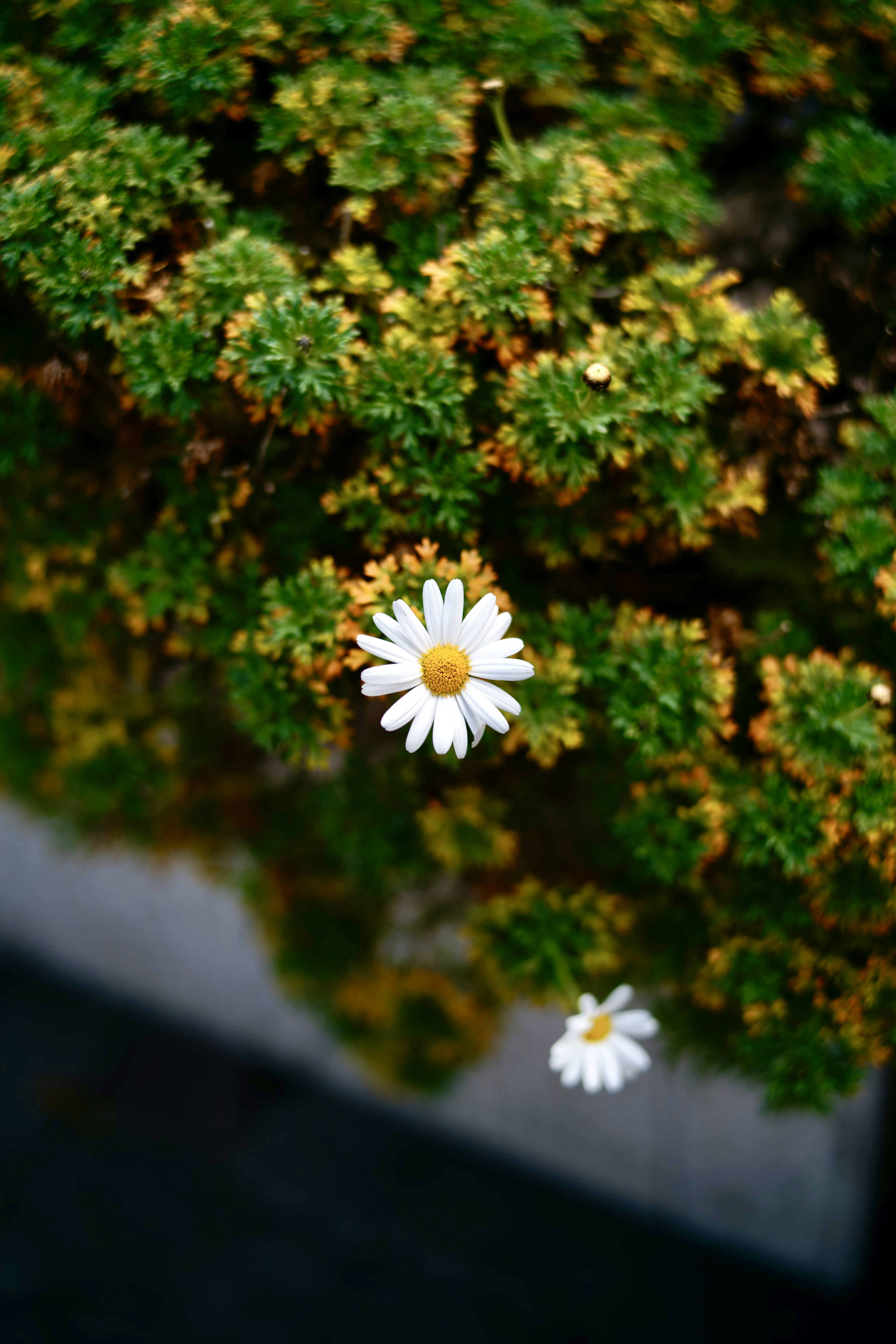 白い花と緑の葉が特徴の植物の写真