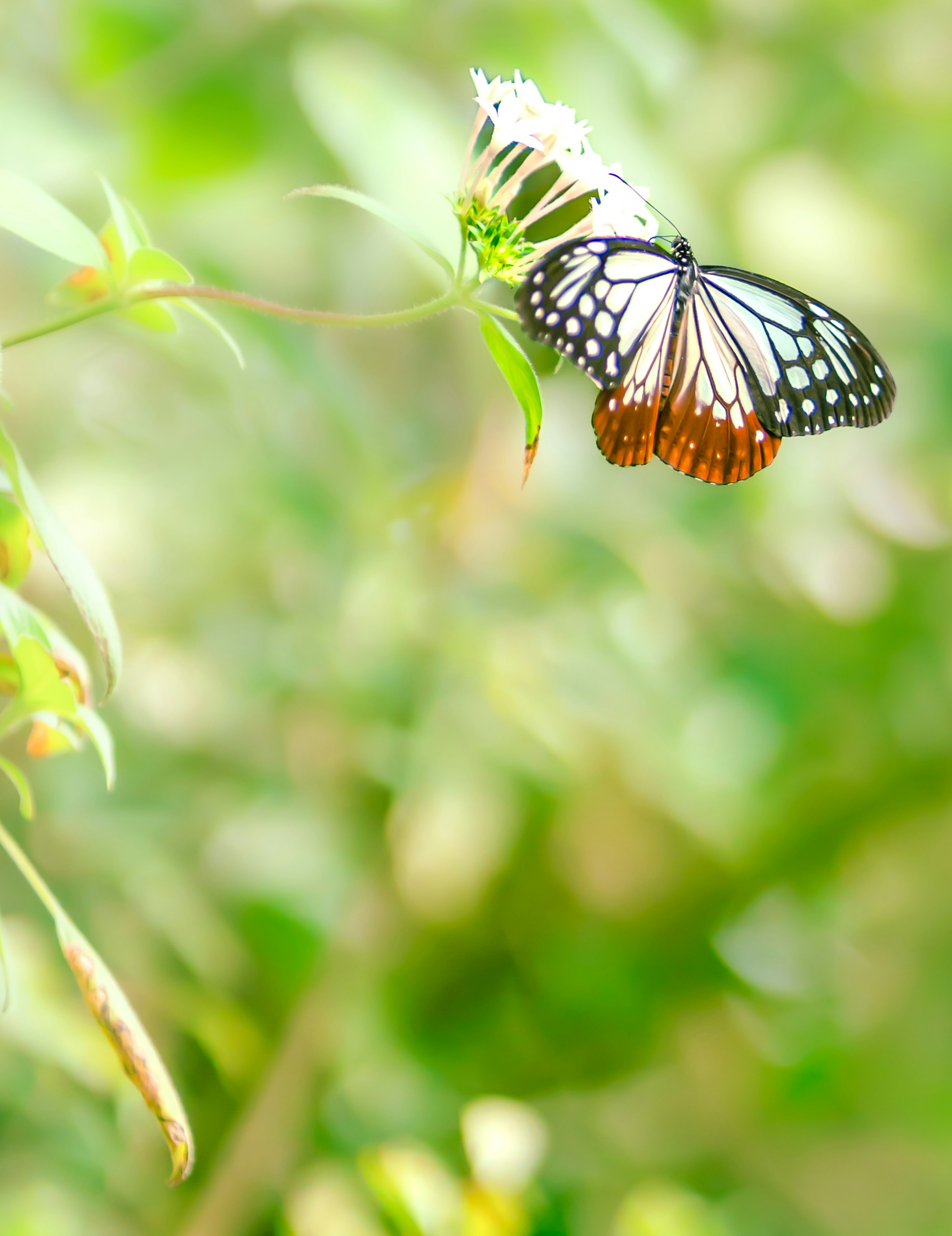 Una mariposa negra y naranja posada sobre una flor con un fondo verde borroso