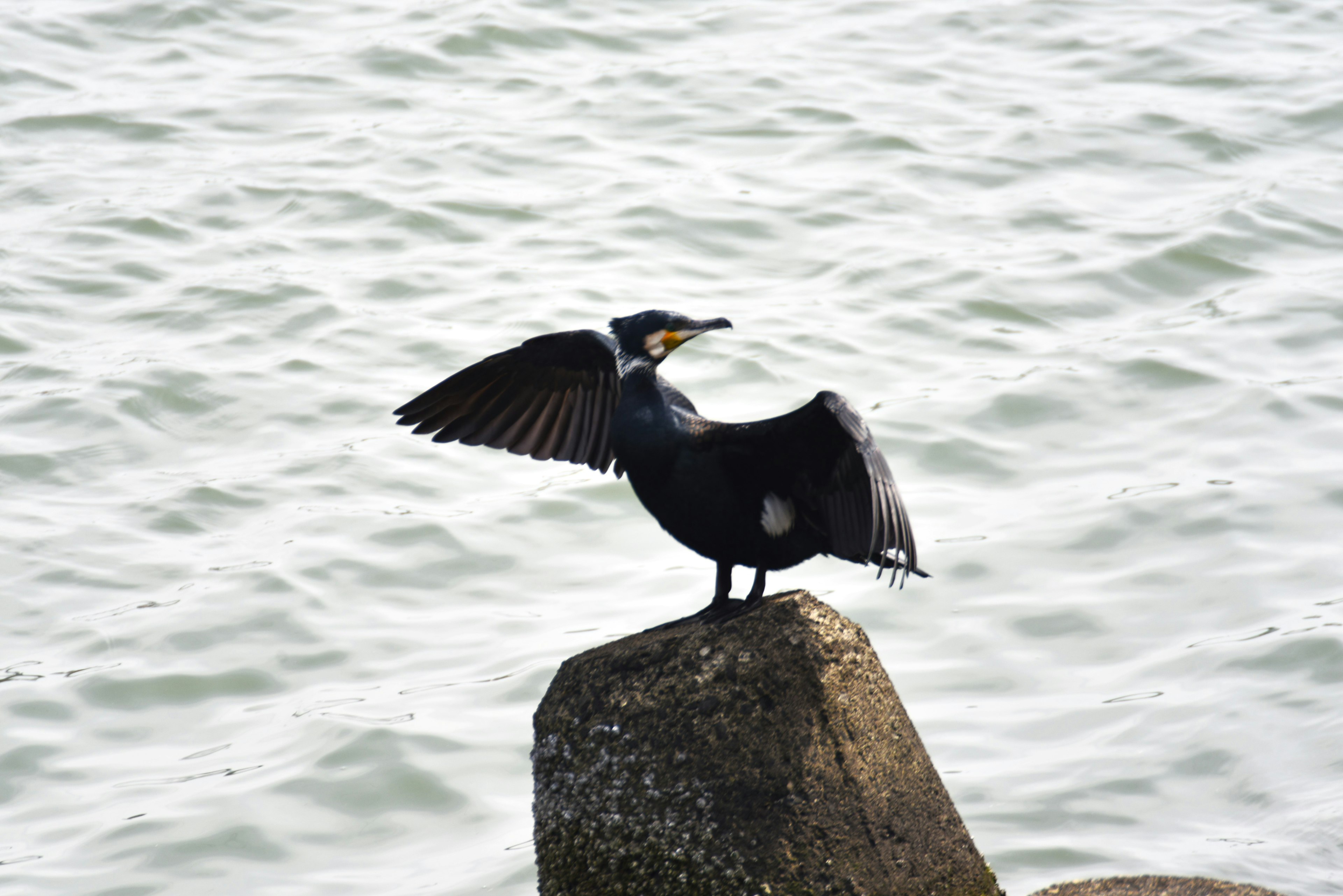 Cormorant spreading its wings on a rock by the water