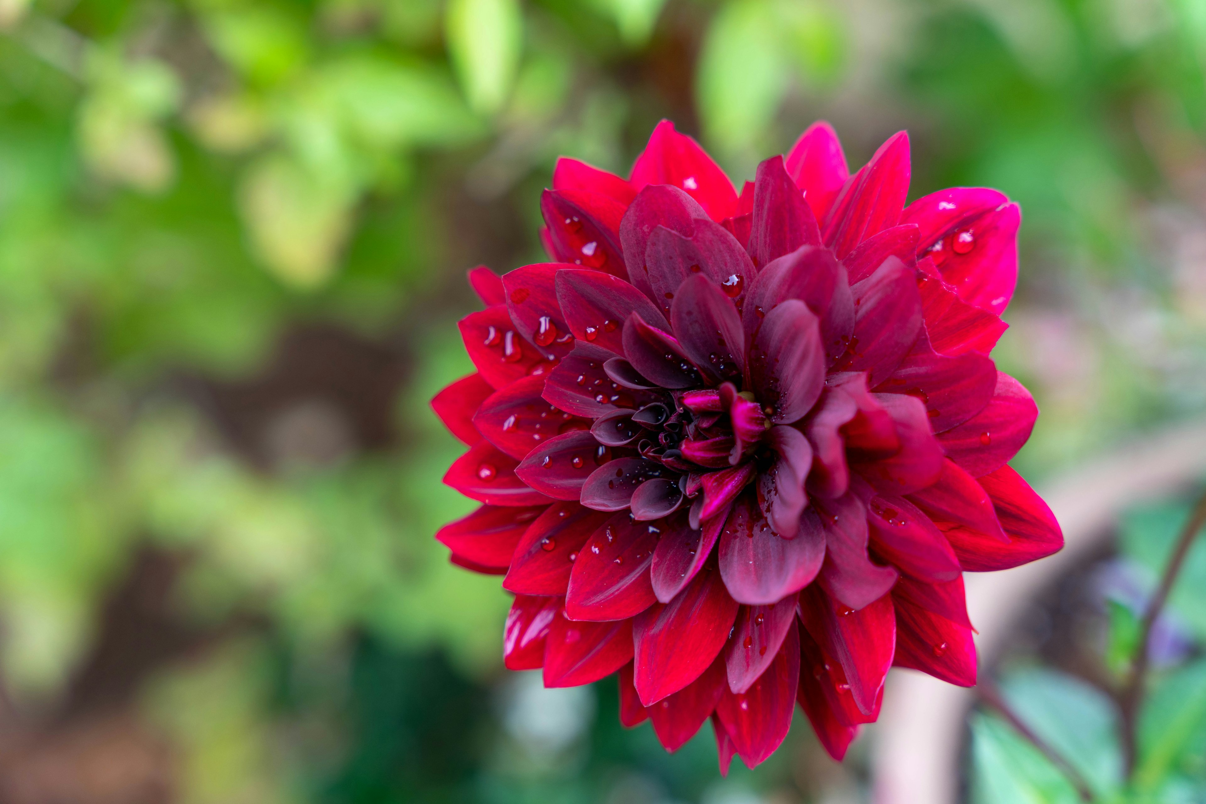 Bunga dahlia merah cerah mekar di latar belakang hijau