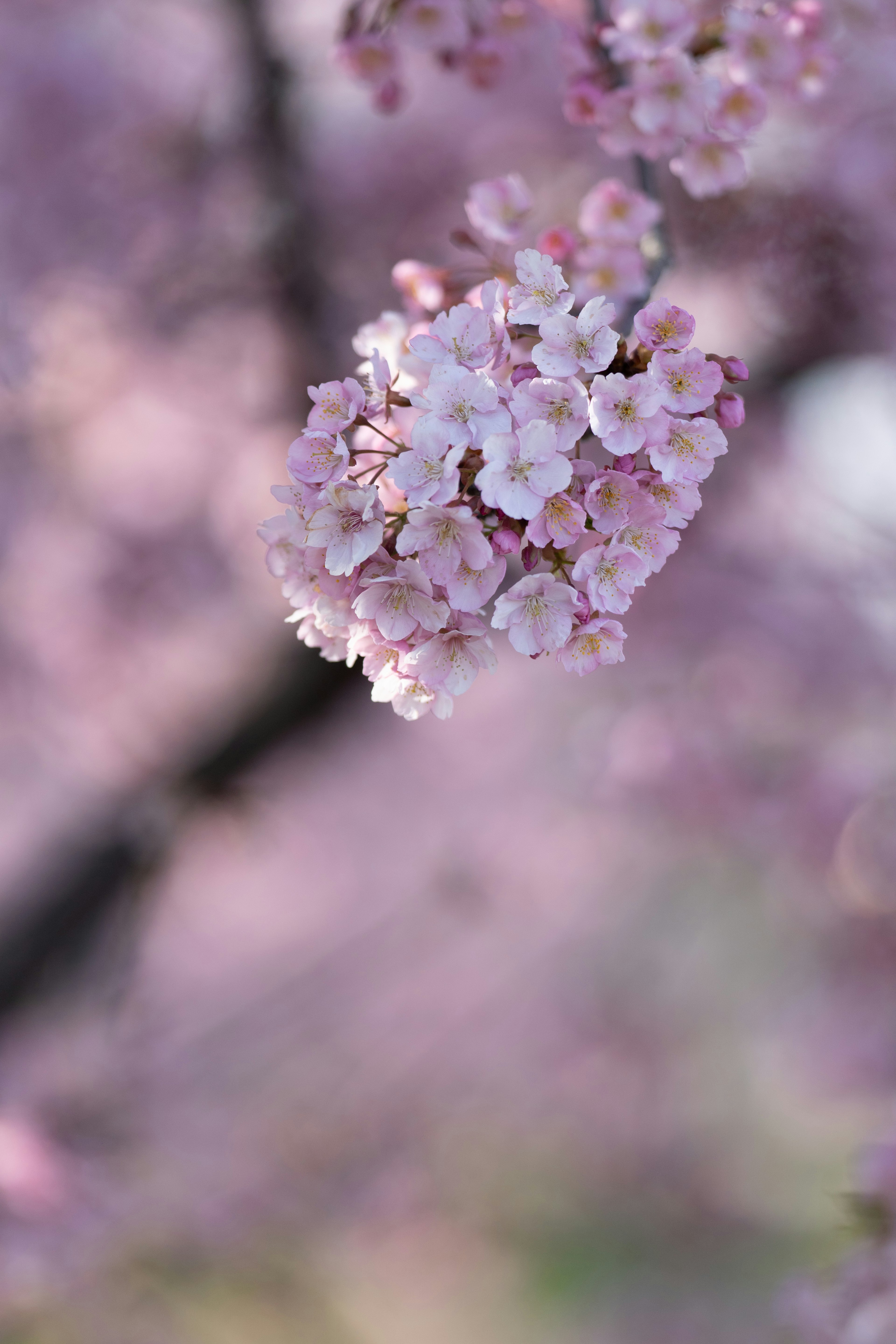 Close-up of cherry blossoms with a soft focus background