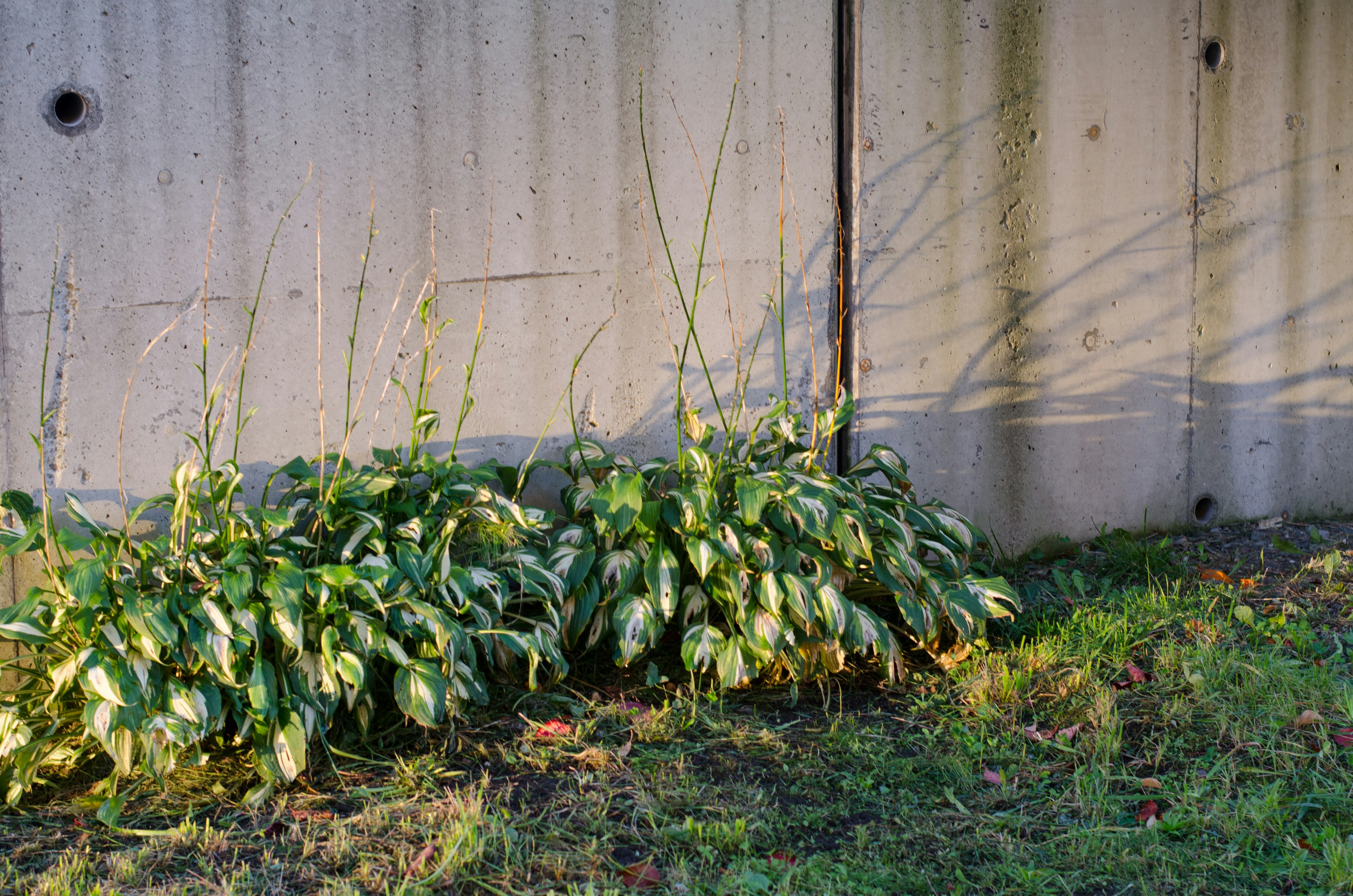 Plantes vertes poussant devant un mur en béton avec des ombres