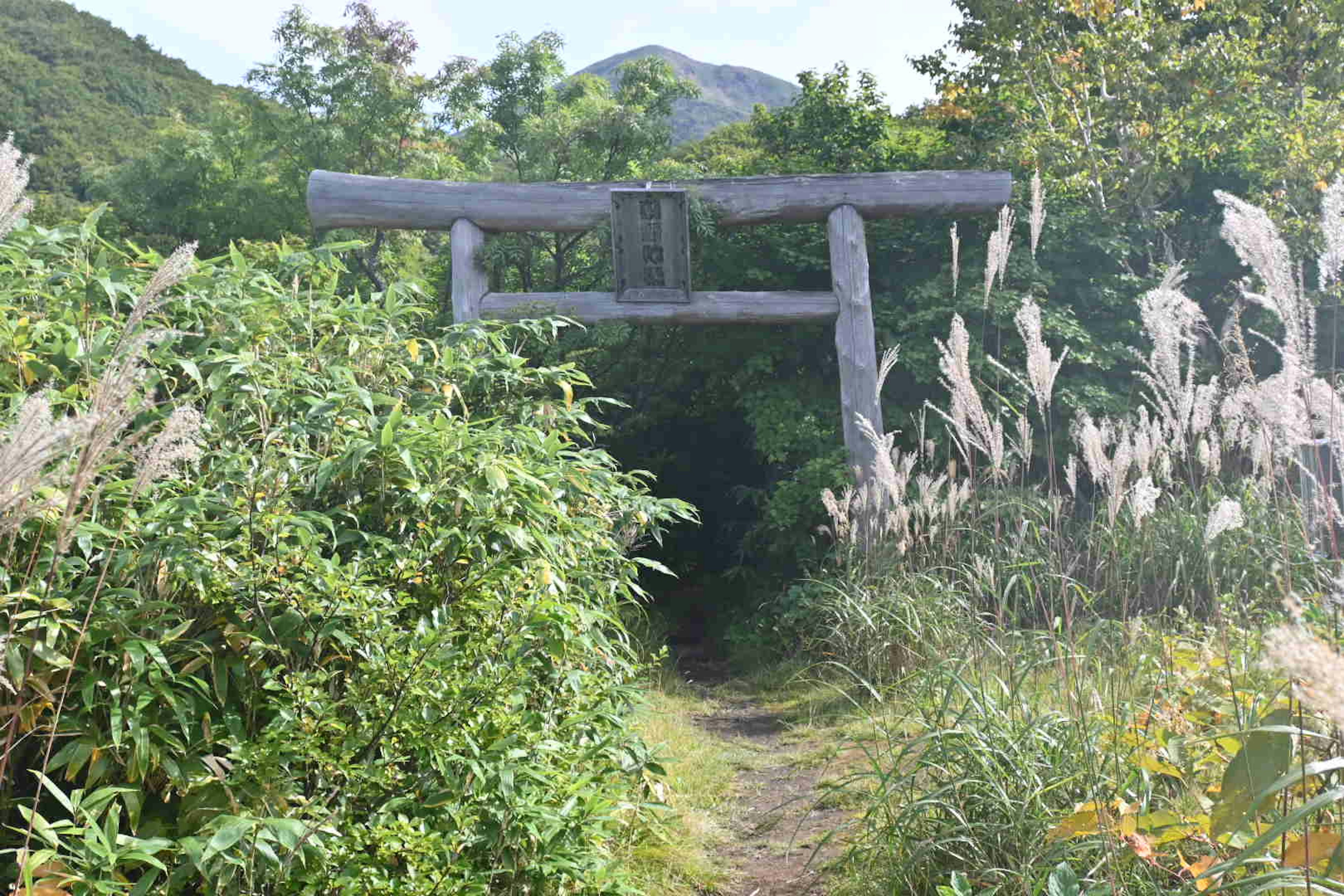 Eingangsansicht eines hölzernen Torii-Tores umgeben von Grün