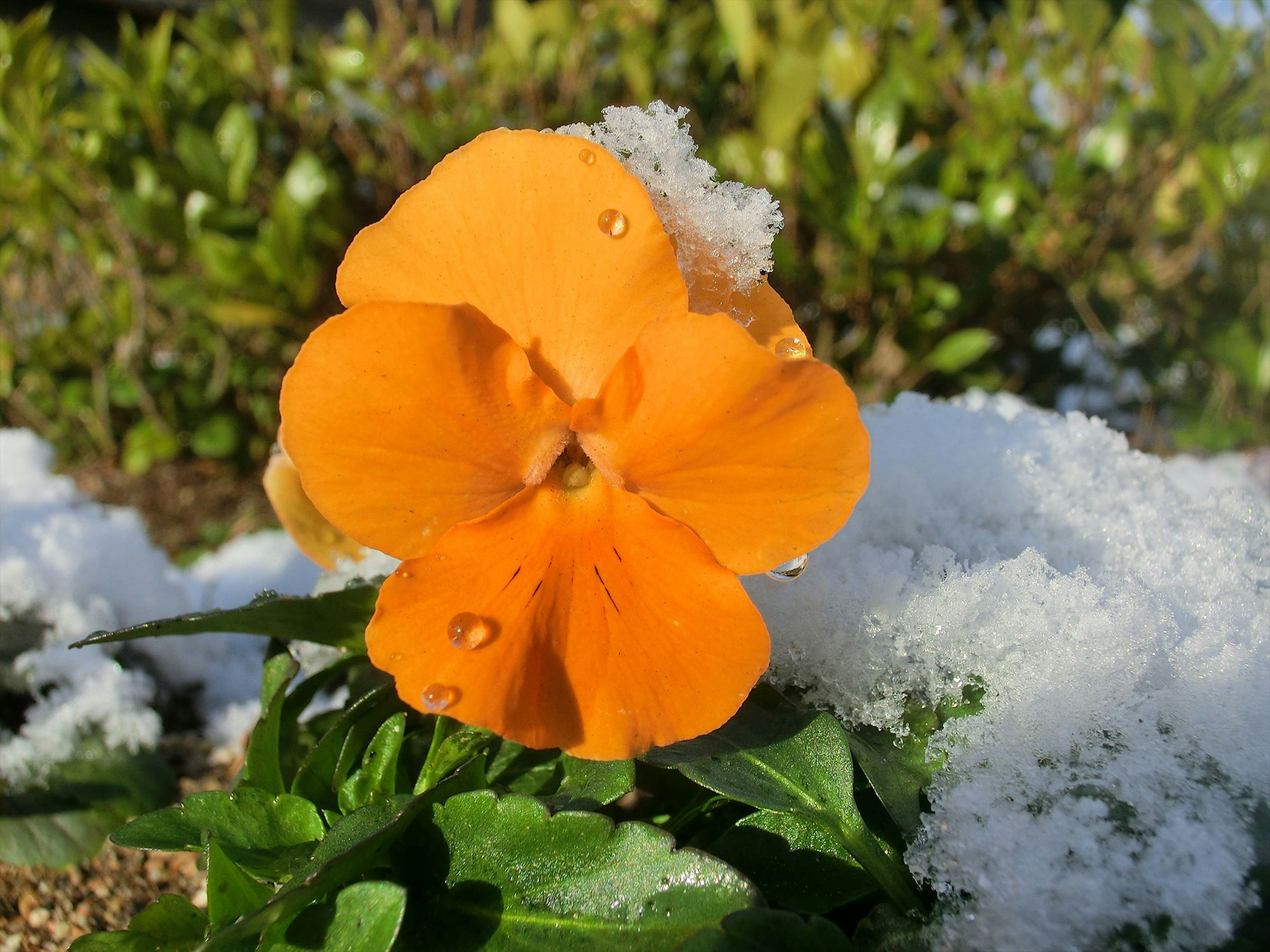 Flor de pensamiento naranja rodeada de nieve