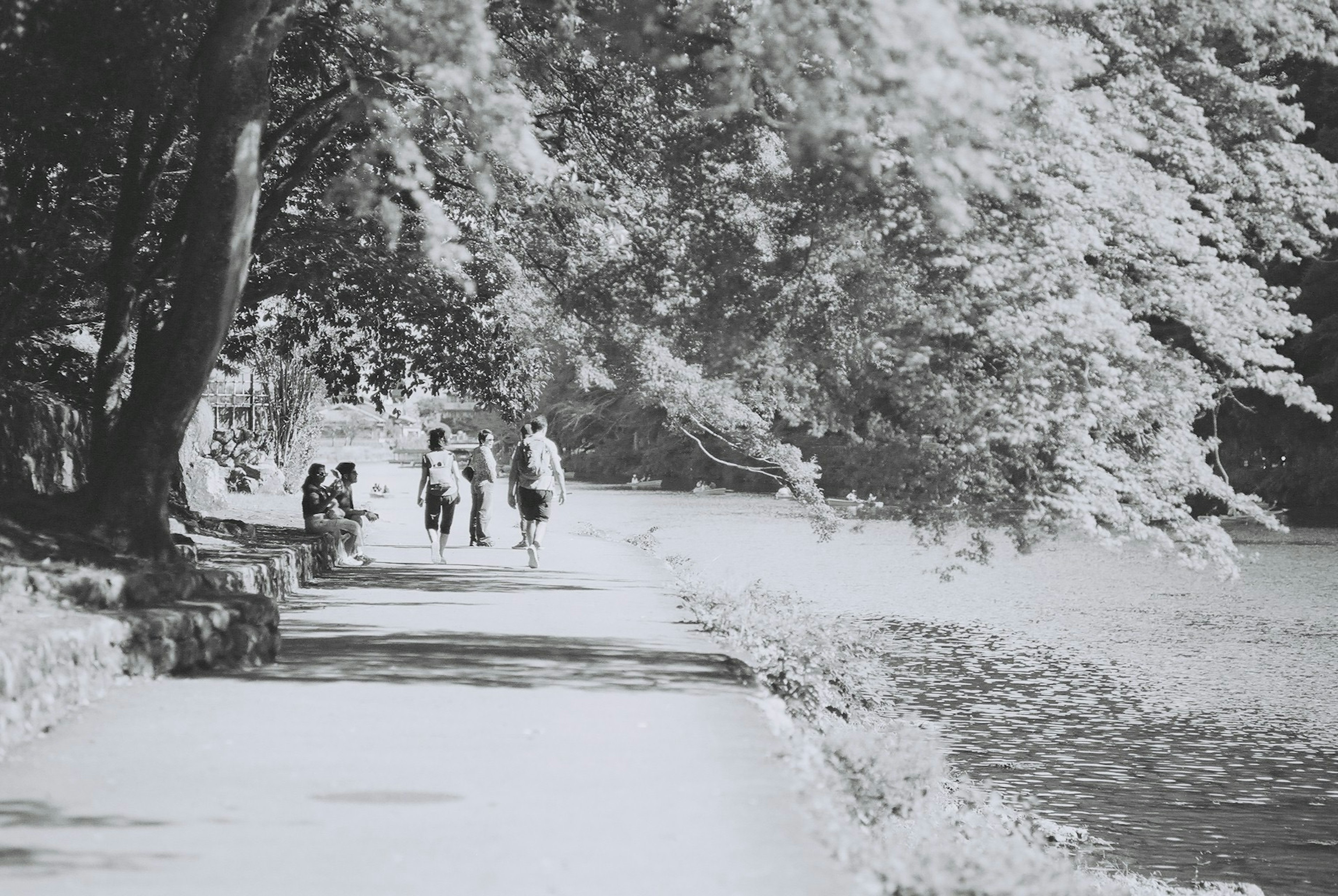 Photo en noir et blanc de personnes marchant le long d'un chemin bordé d'arbres