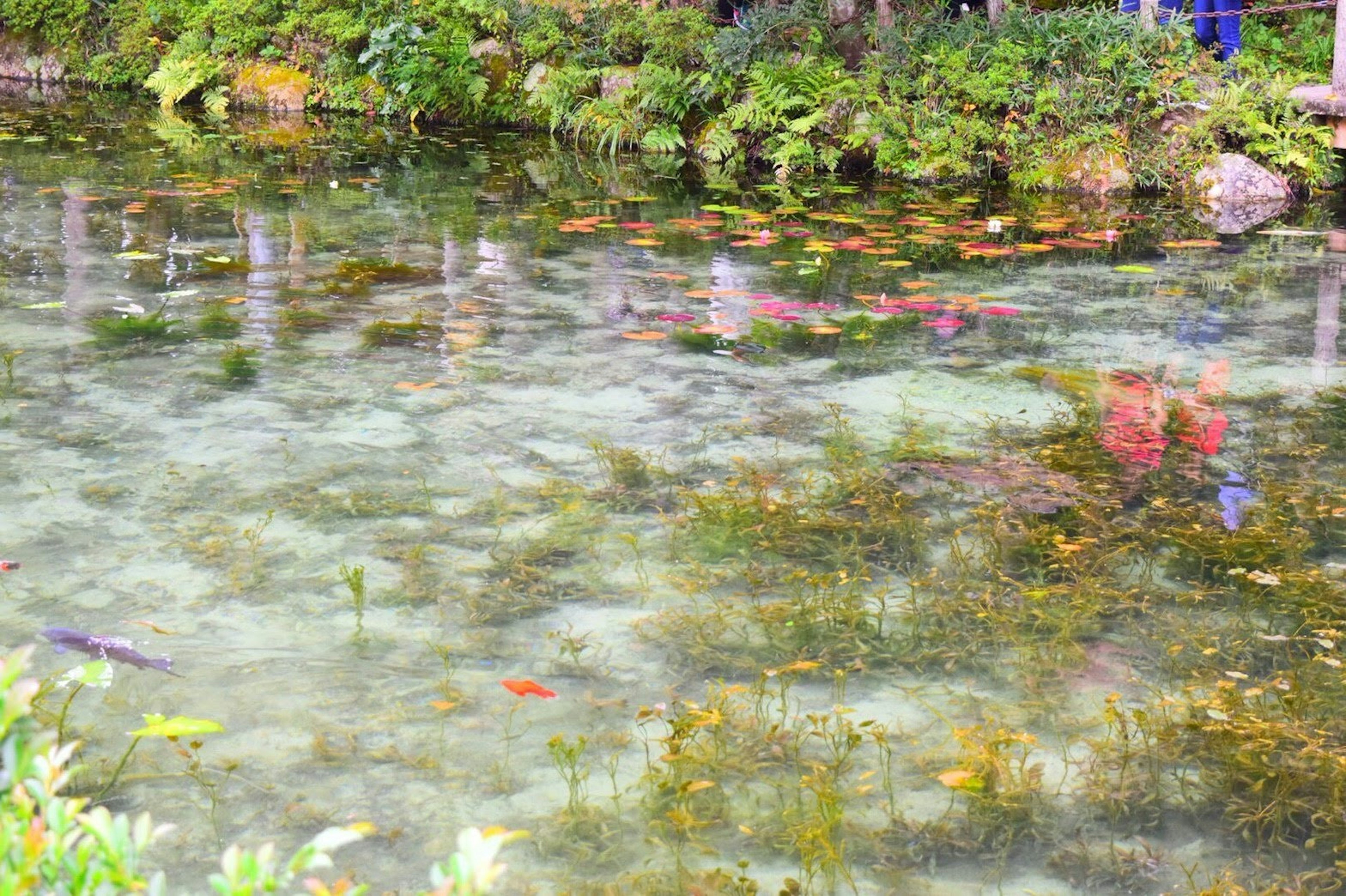 Clear water surface reflecting green plants and colorful leaves