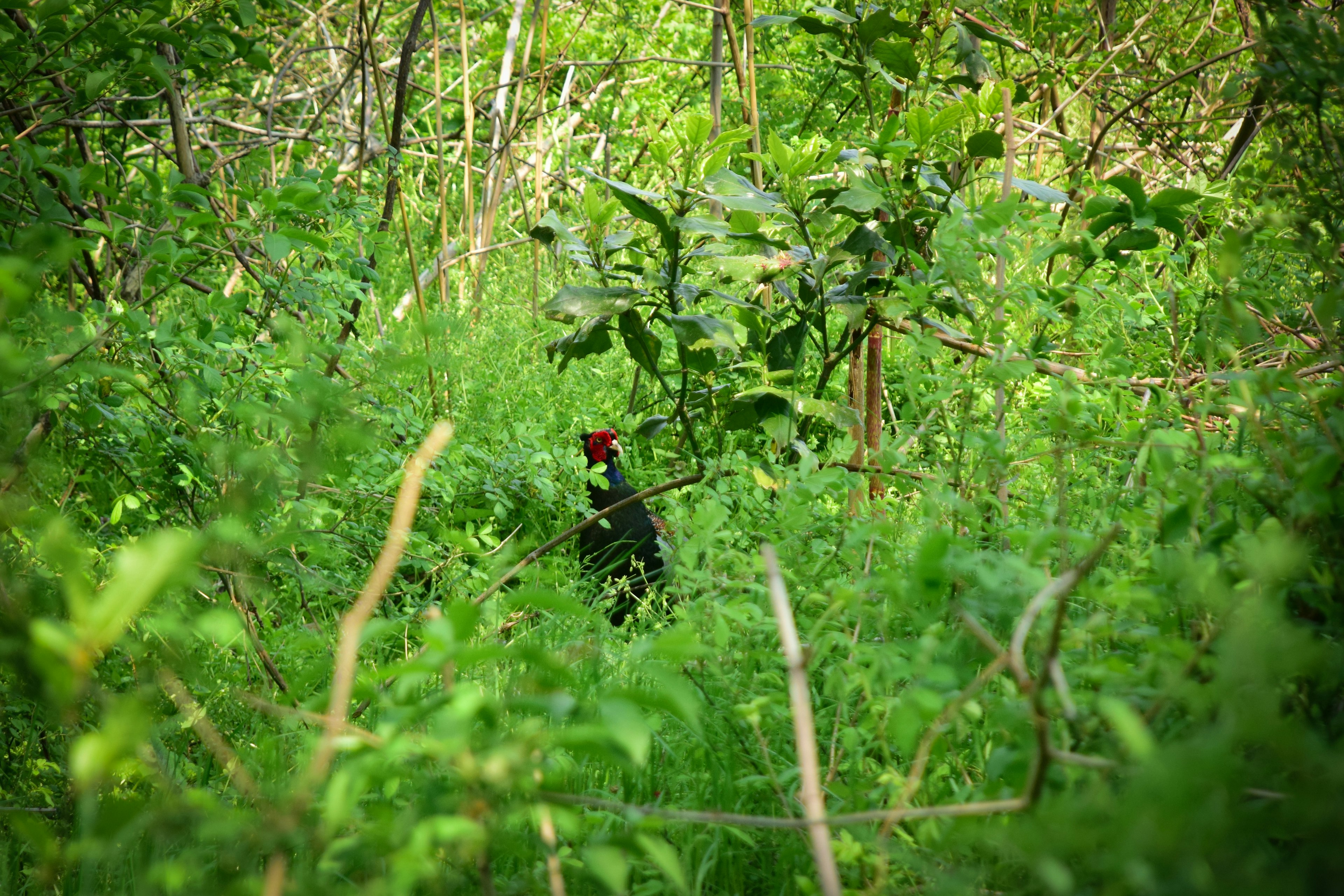 Un uccello con testa rossa in una foresta verdeggiante