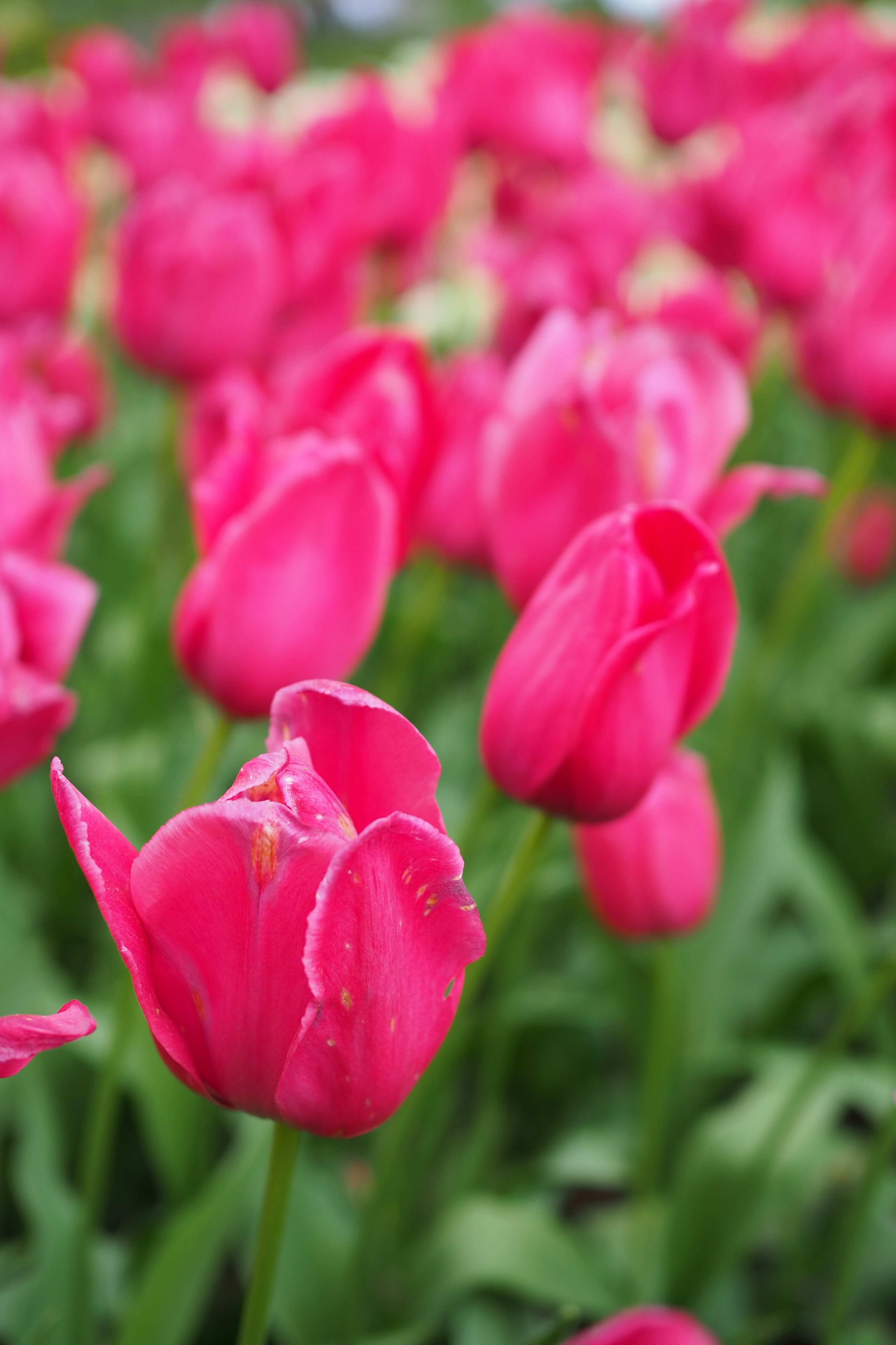 Close-up of vibrant pink tulips in a flower bed