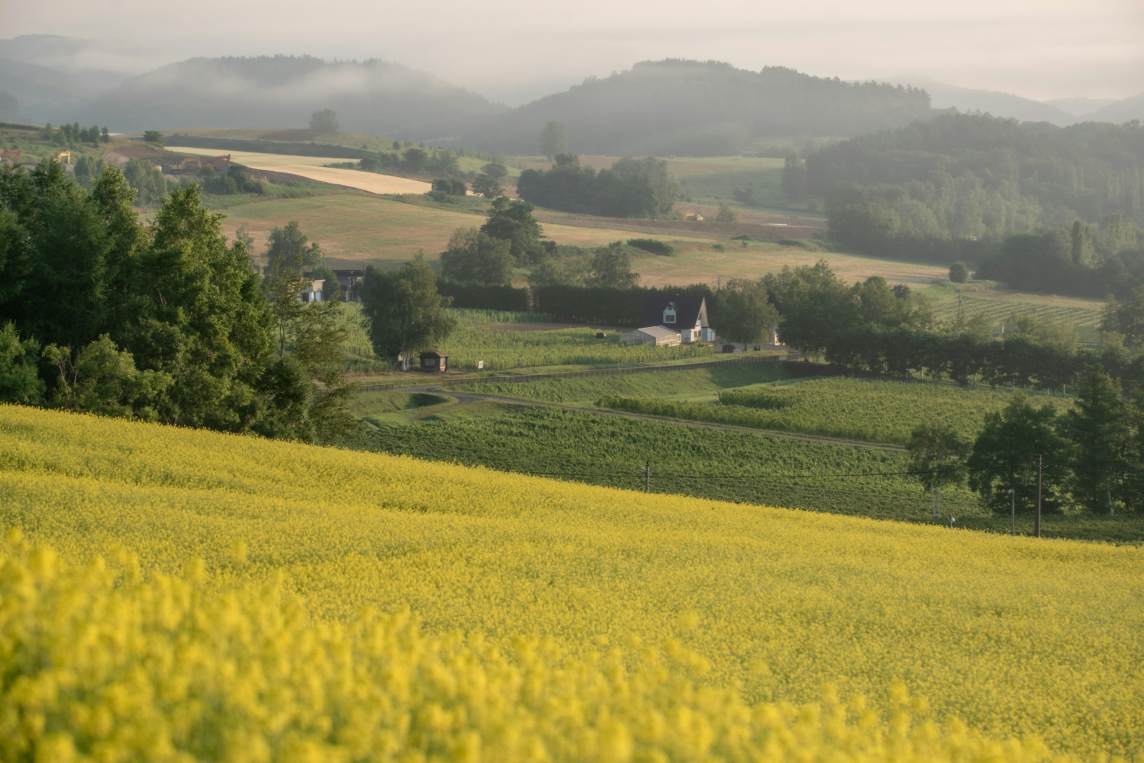 Vue pittoresque de champs de fleurs jaunes avec des collines vertes en arrière-plan