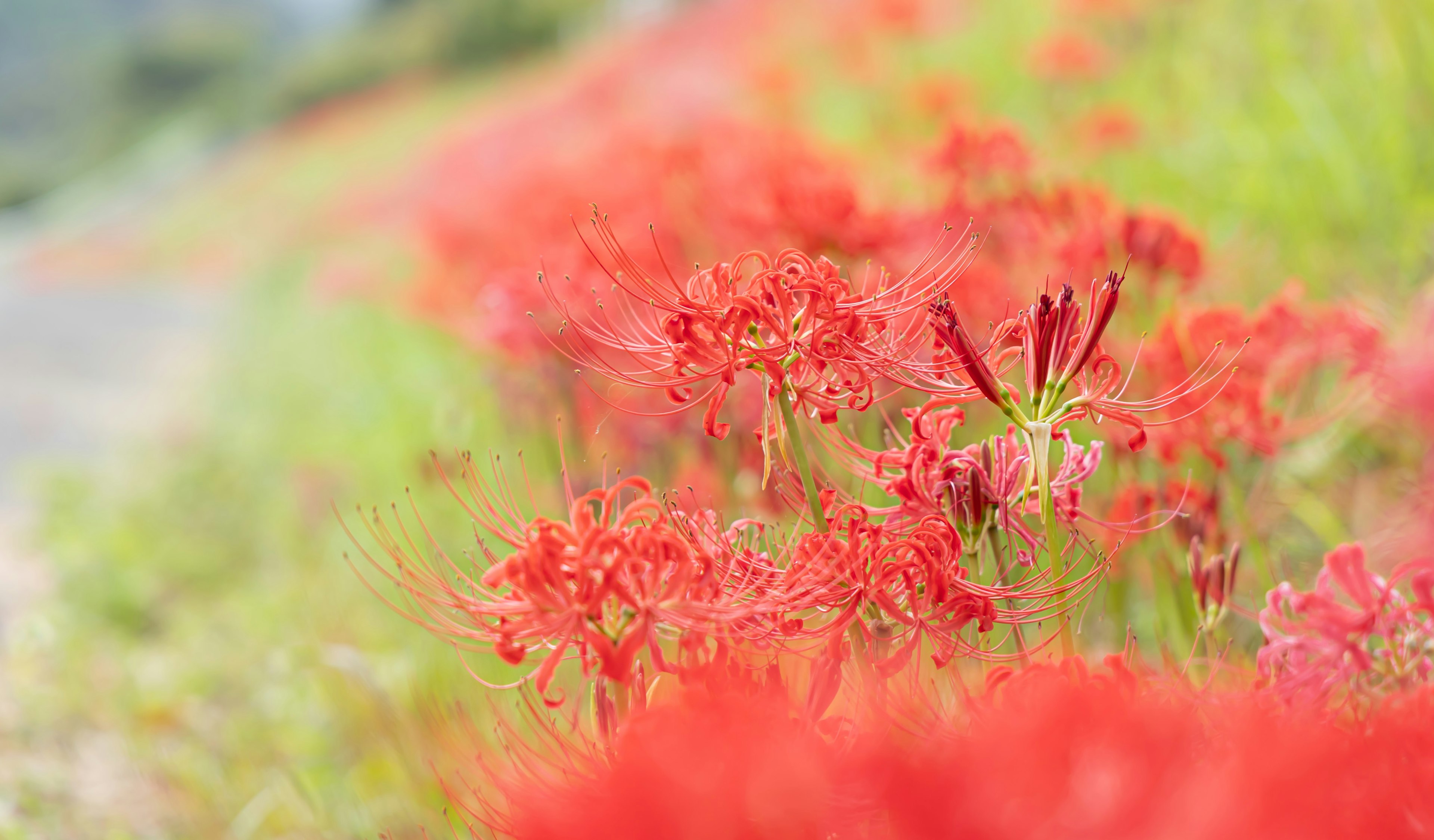 Nahaufnahme von roten Spinnenlilien in Blüte