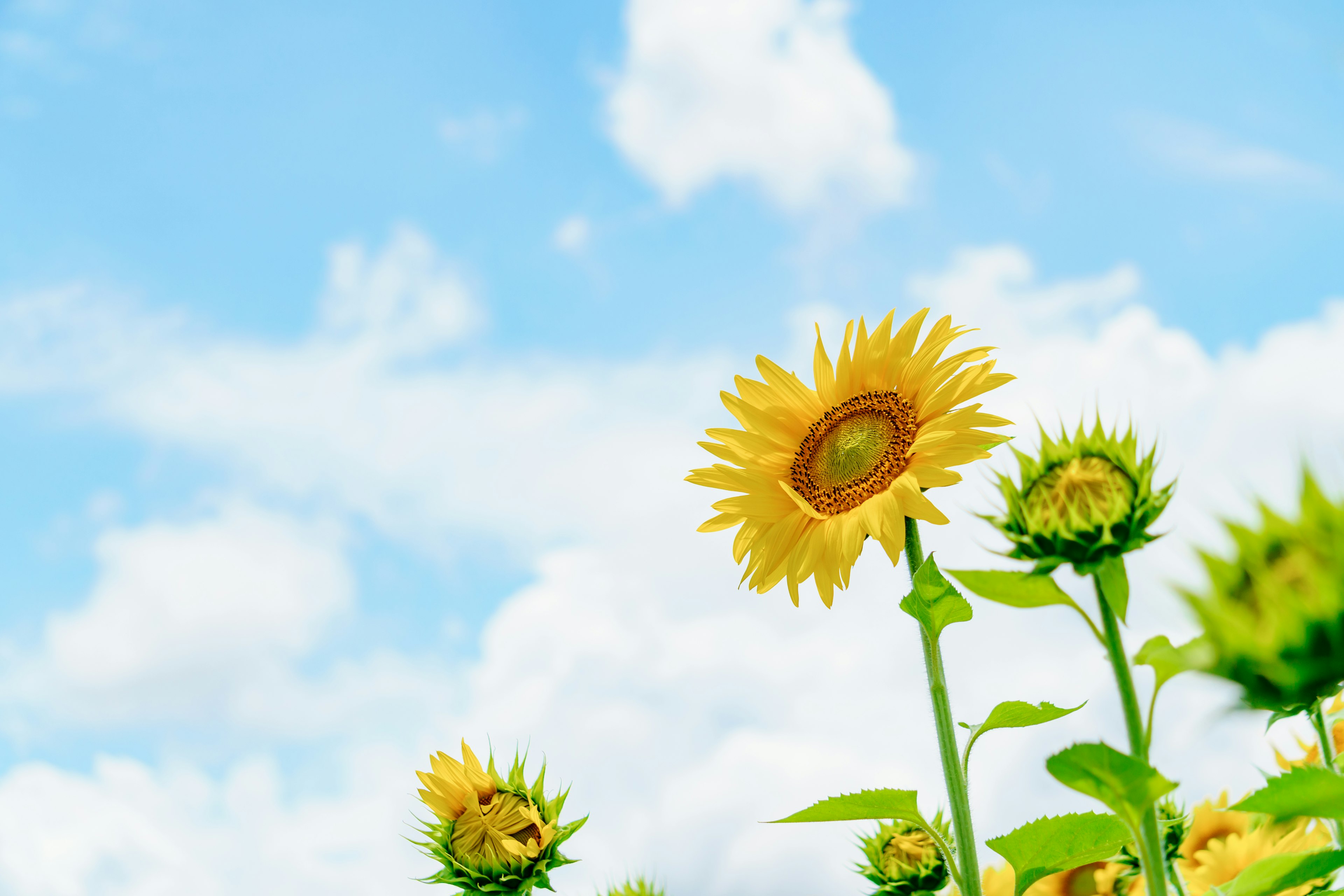 青空の下で咲くひまわりの花々