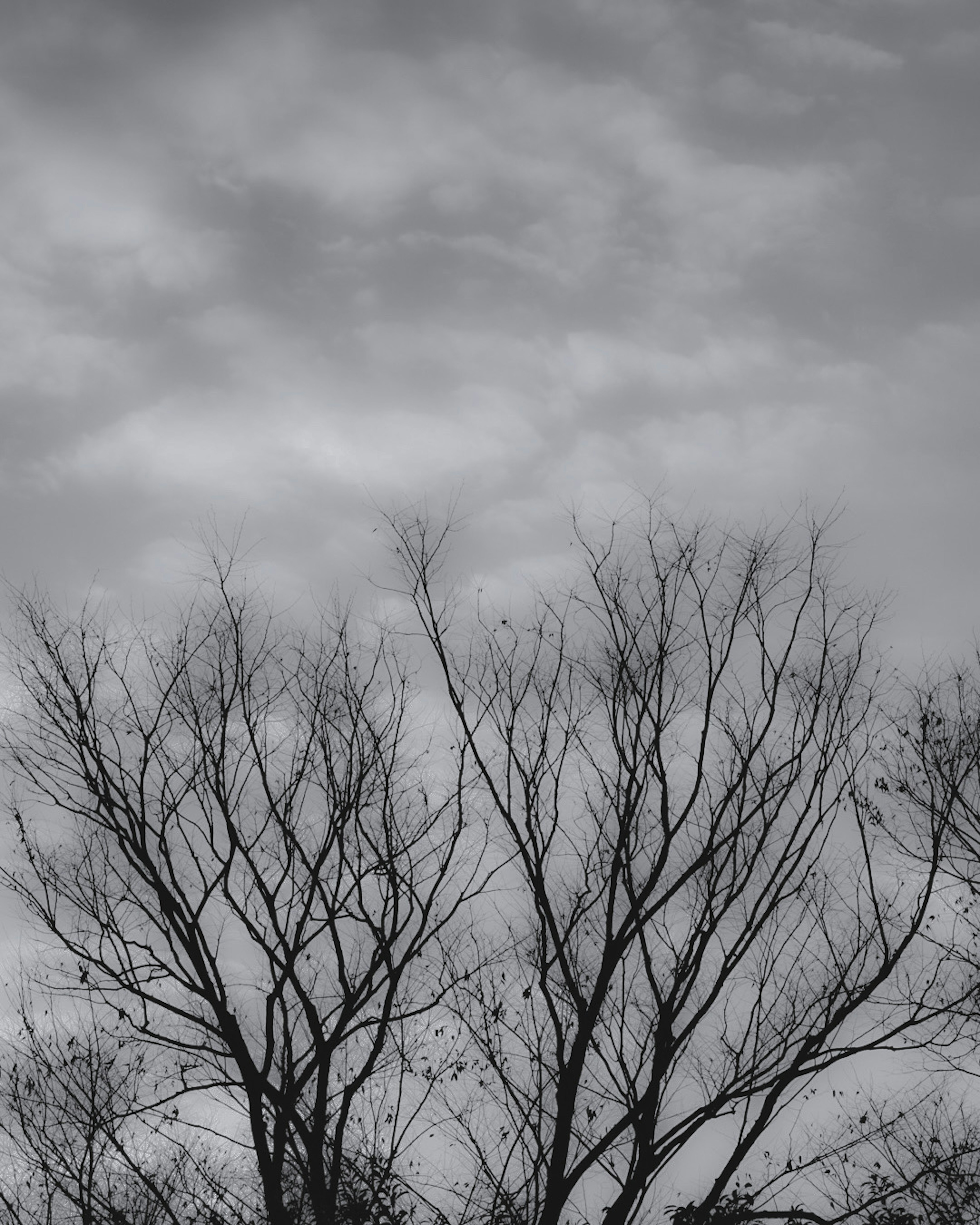 Silhouette of a bare tree against a gray sky