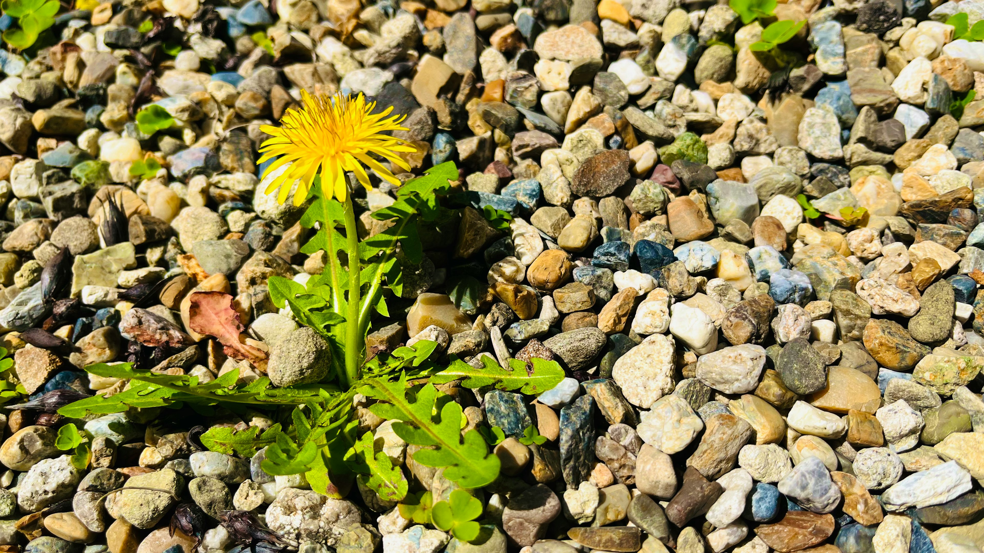 Una flor de diente de león y hojas verdes creciendo sobre grava