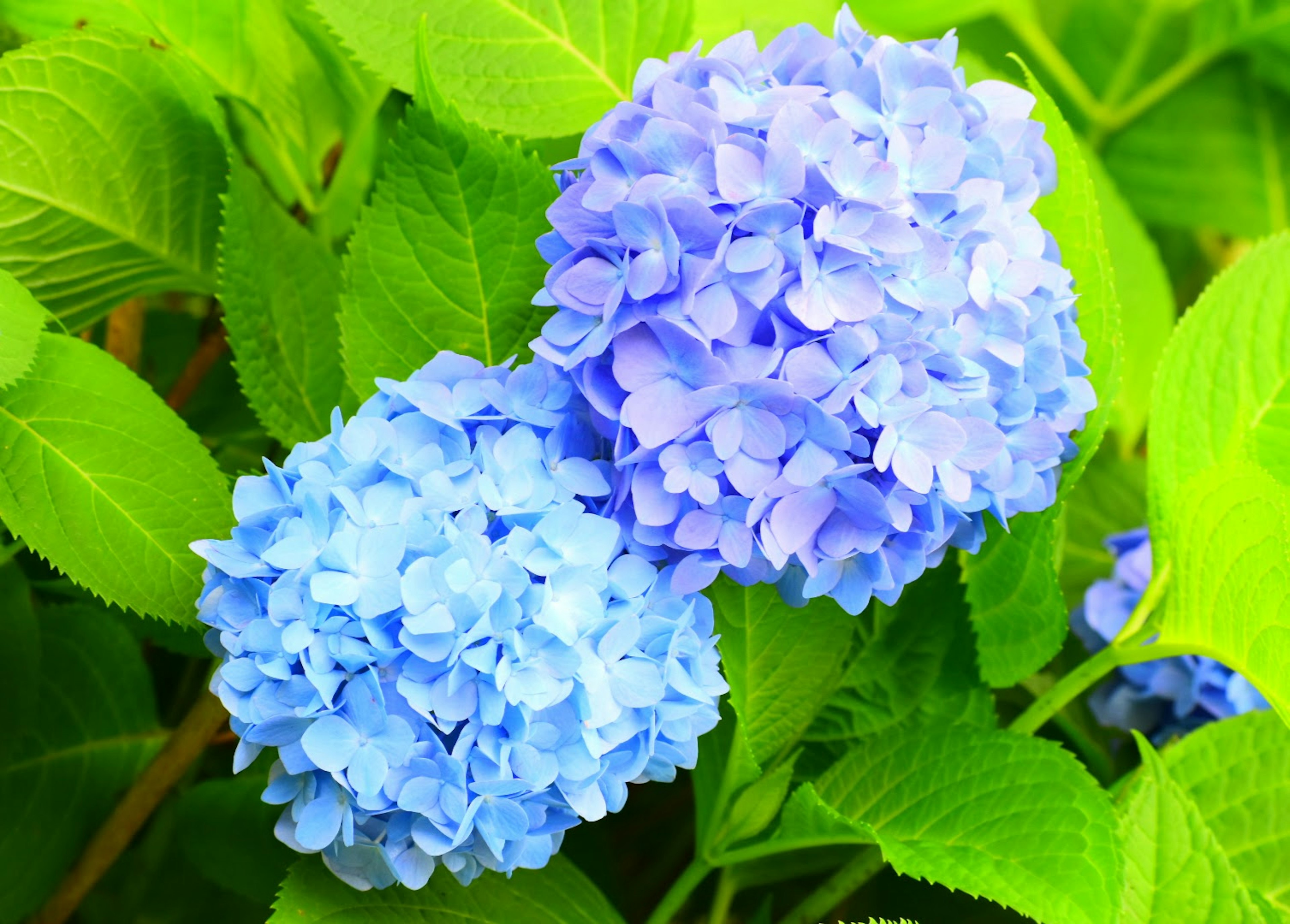 Blue hydrangea flowers blooming among green leaves