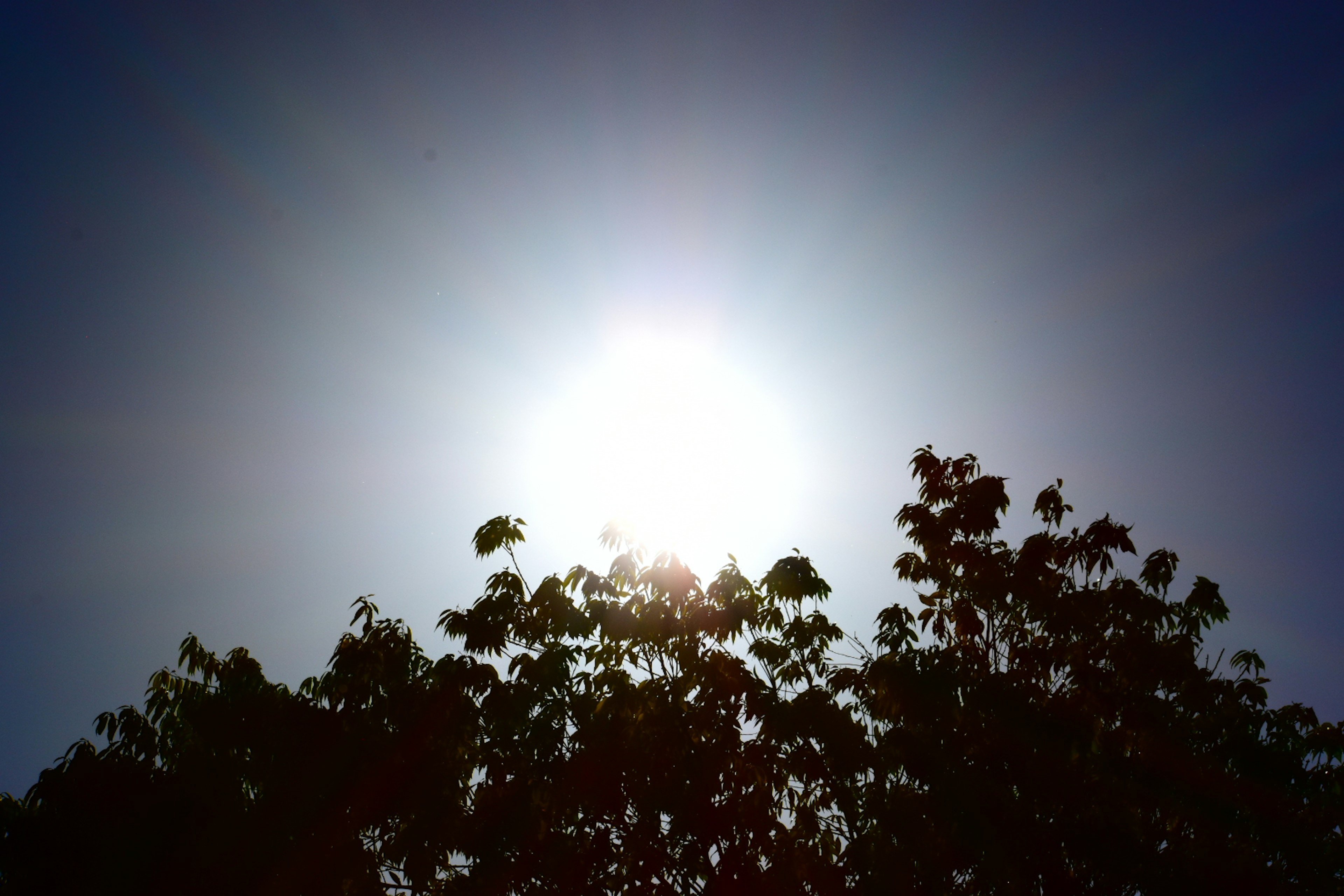 Silhouette of trees against a bright sun and blue sky