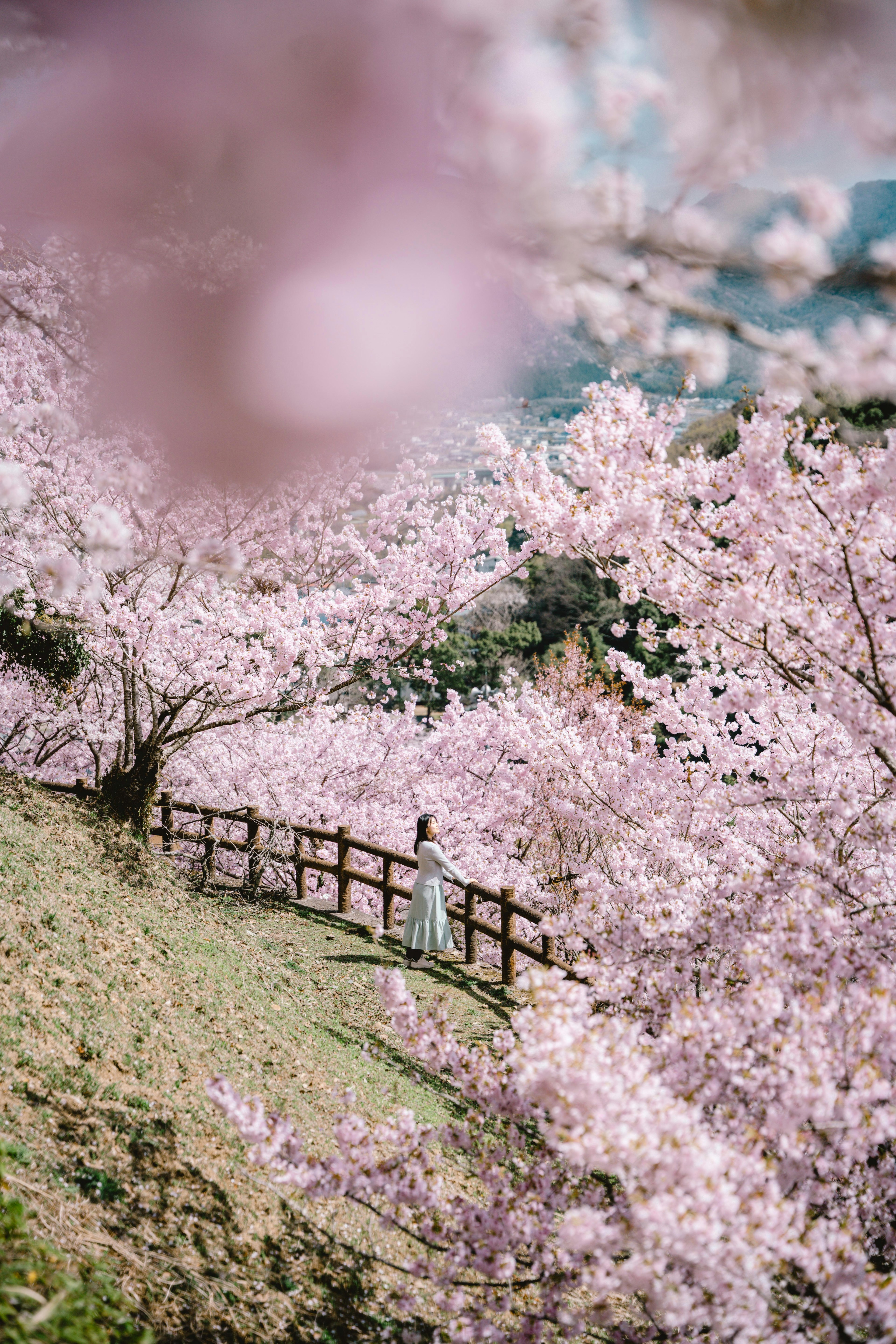 Un paisaje de cerezos en flor con una mujer caminando por un sendero