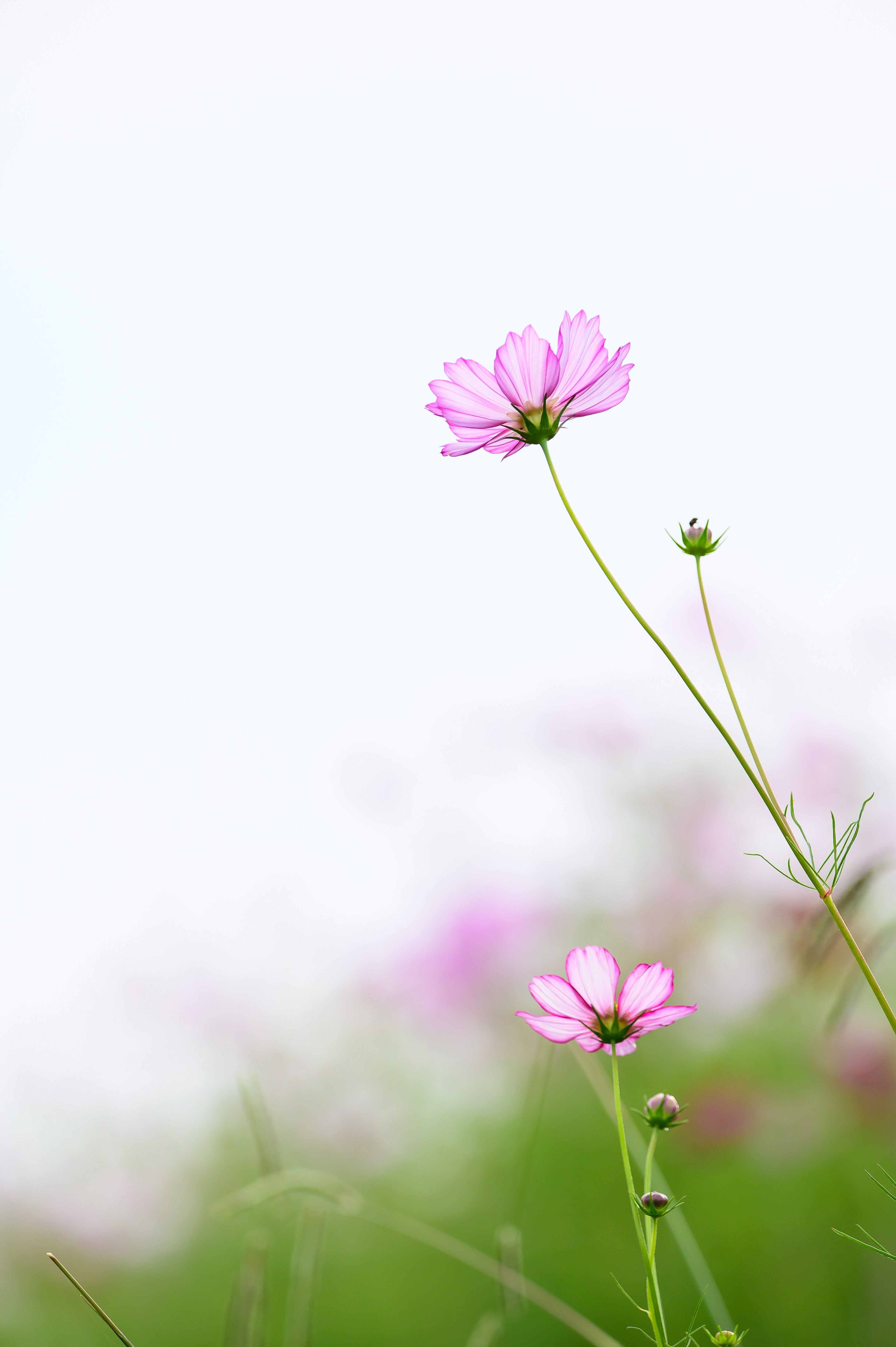 Delicate pink flowers blooming against a soft white background