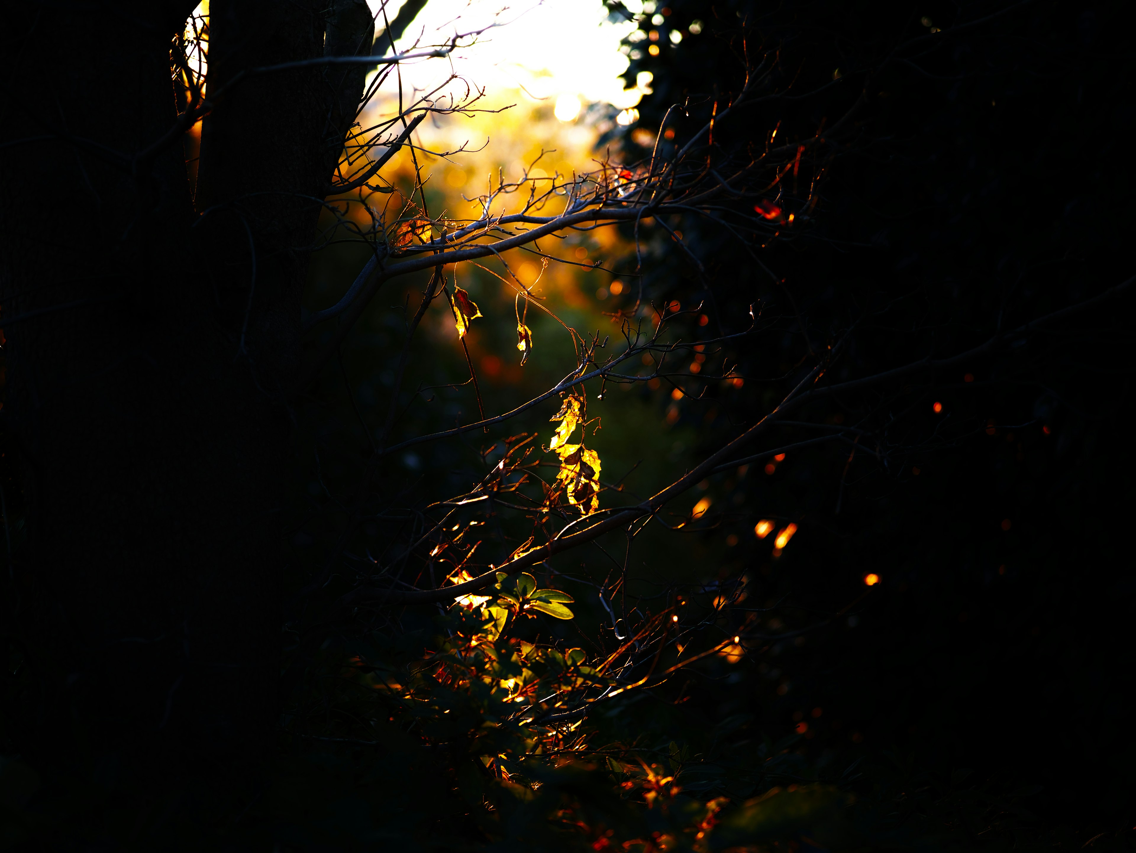 Luz del sol filtrando a través de árboles oscuros con hojas de otoño