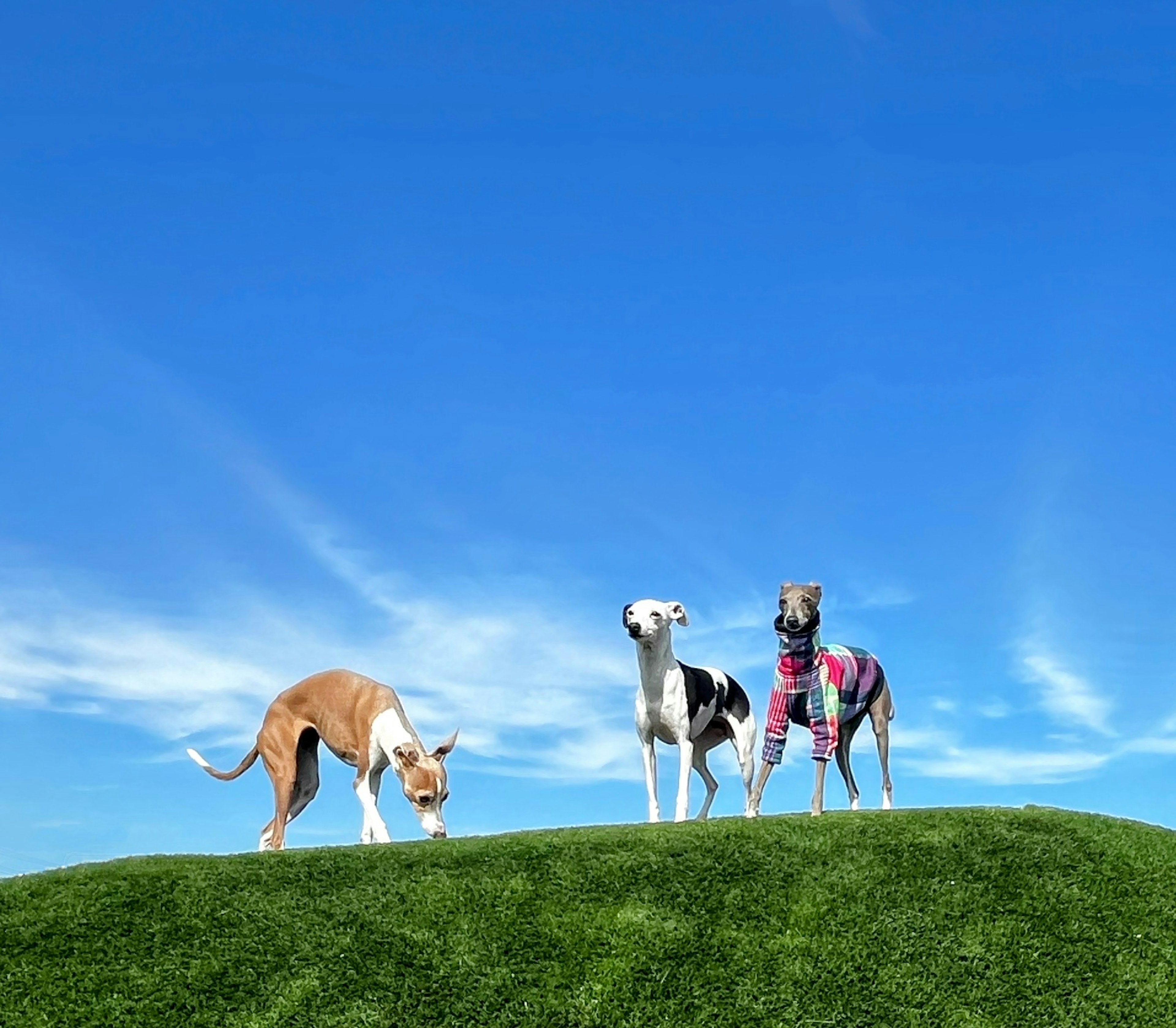 Three dogs standing on a grassy hill under a blue sky