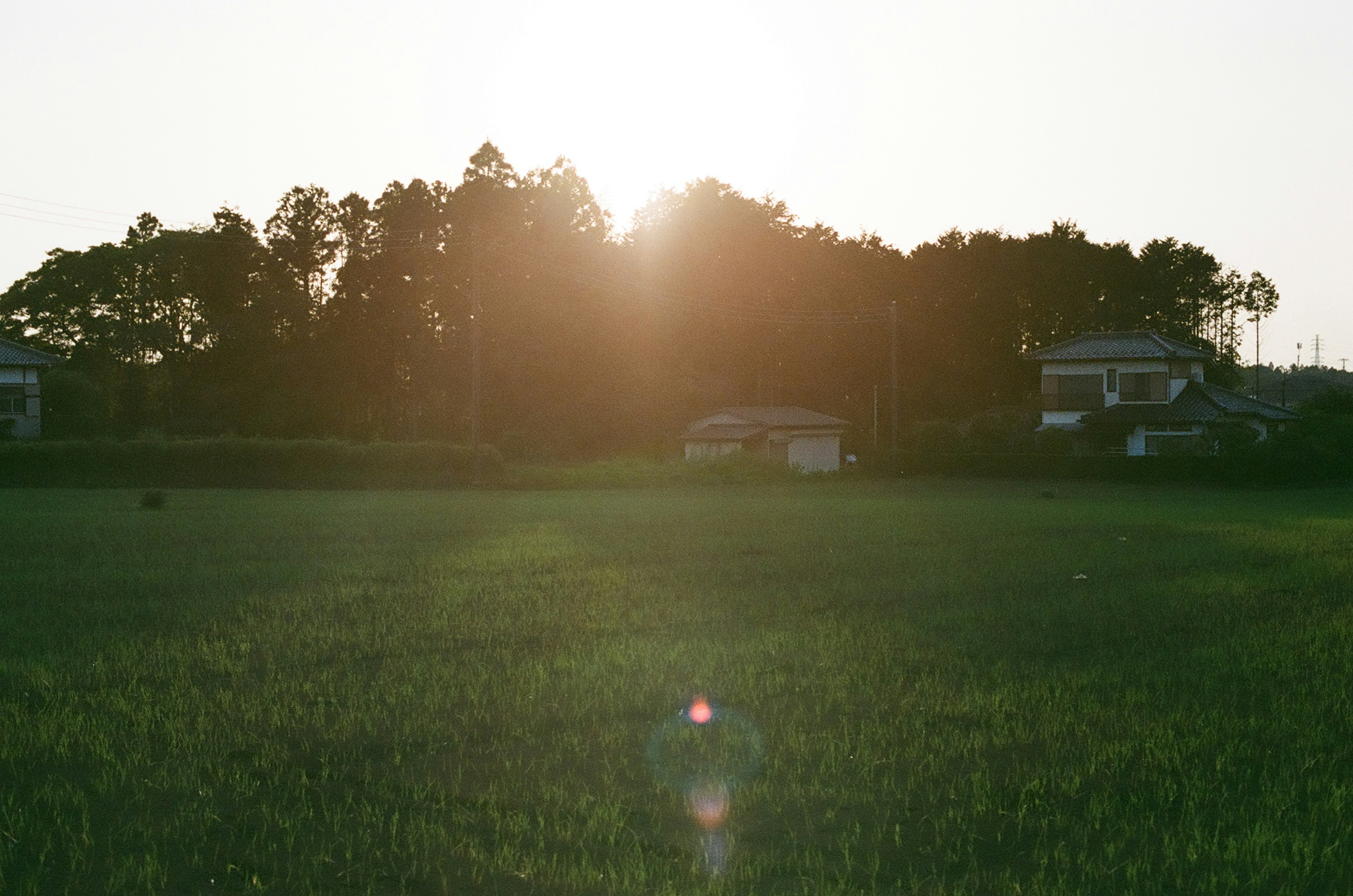 Sunset over rice field with silhouettes of trees