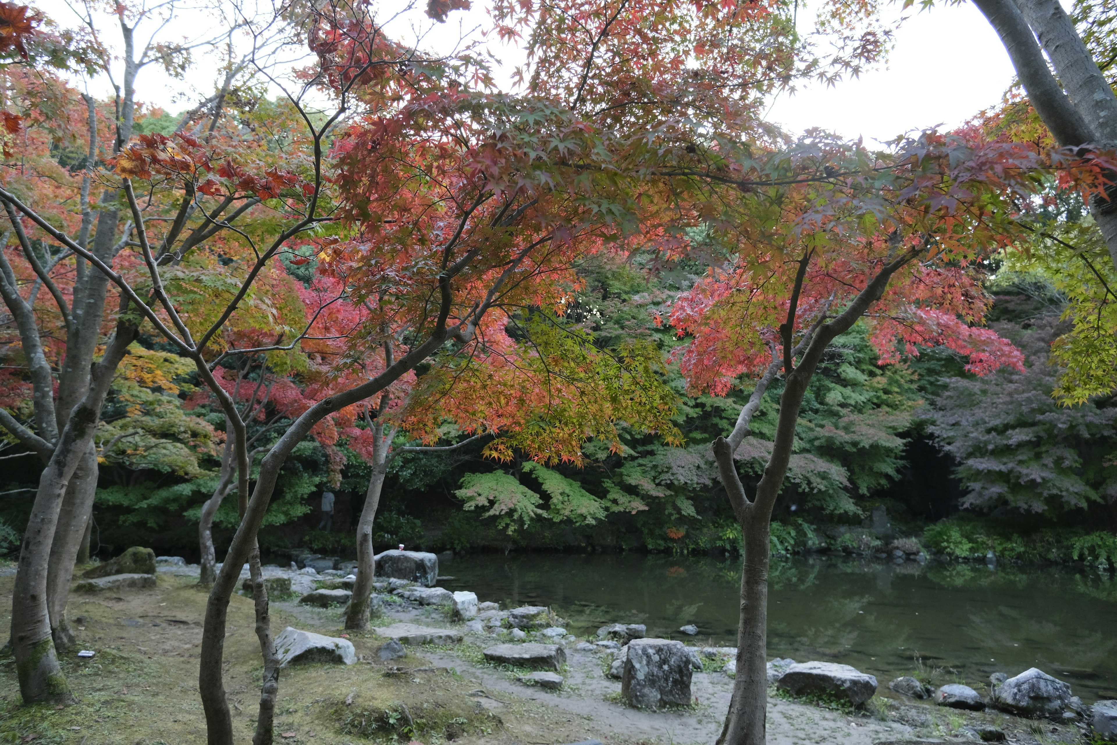 Scenic view of a park in autumn featuring colorful foliage and a tranquil pond