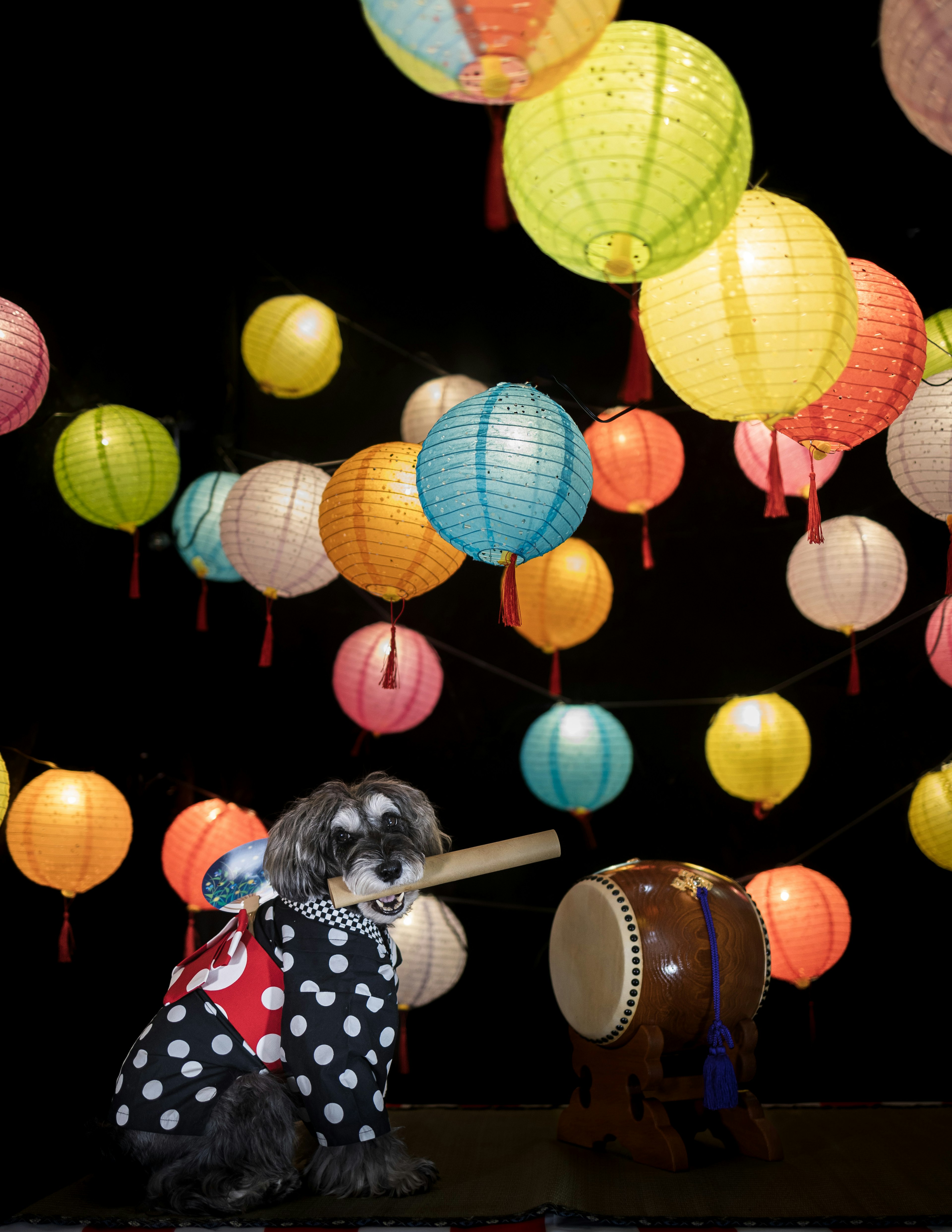 Chien habillé en kimono tenant un tambour sous des lanternes colorées