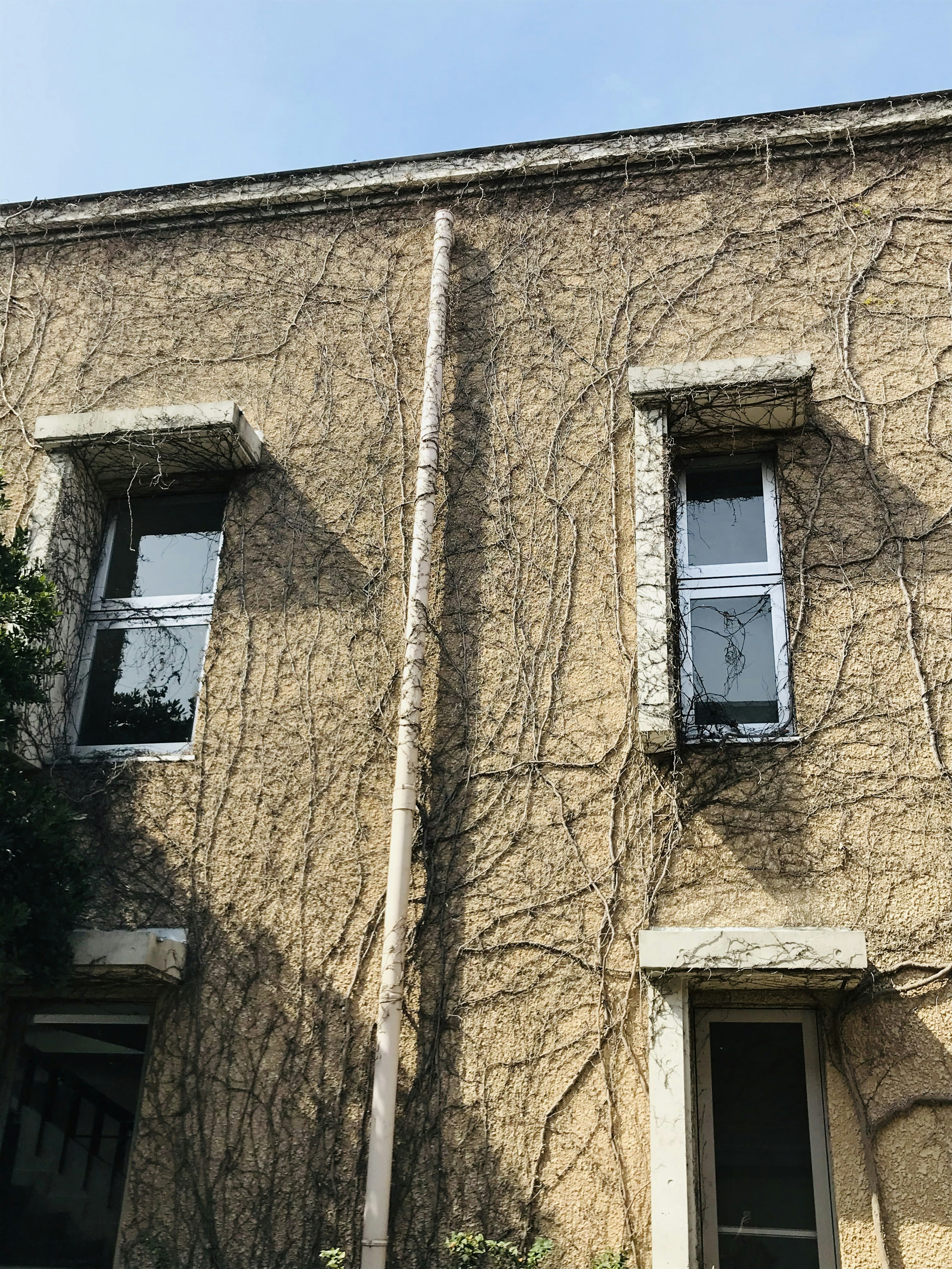 Muro di un vecchio edificio coperto di viti e finestre