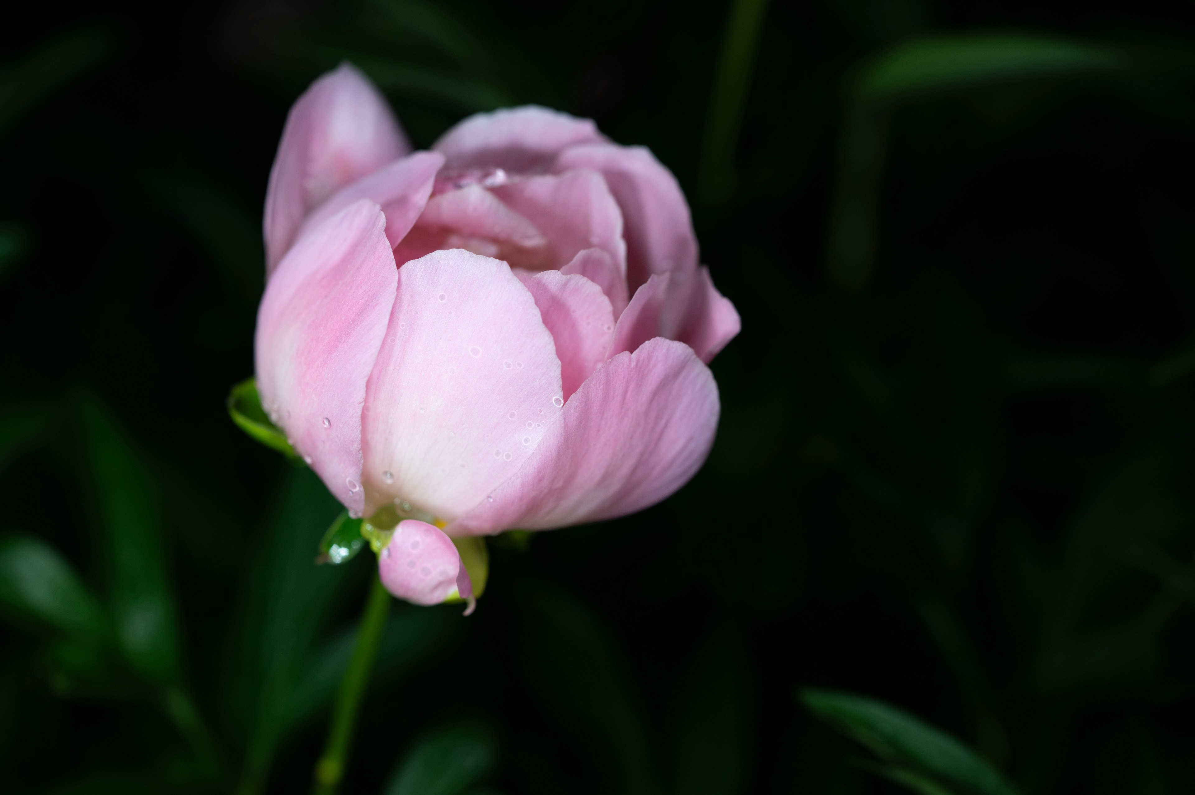 Sebuah bunga pink pucat mekar di antara daun hijau