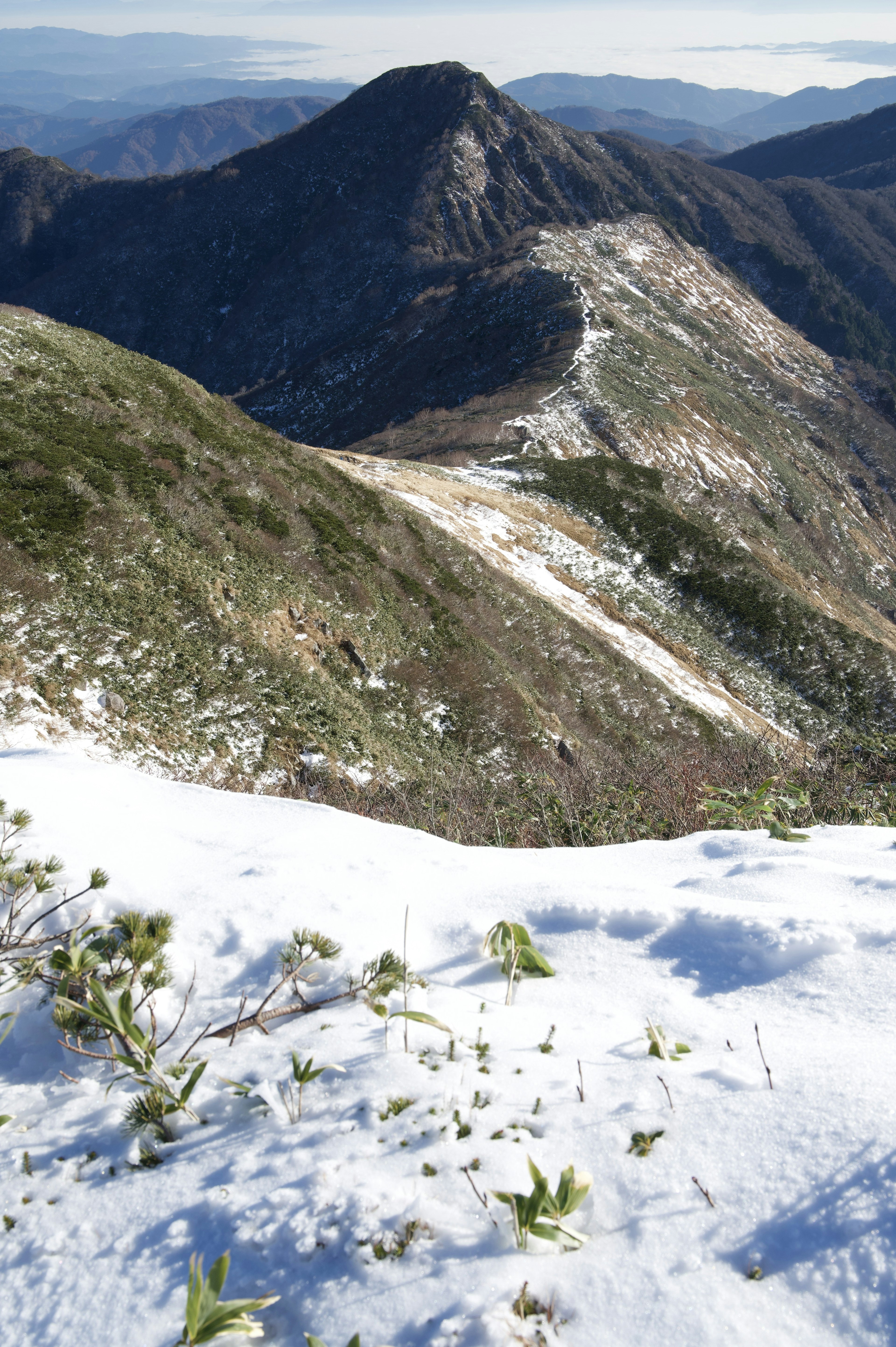 雪に覆われた山の斜面と緑の植物が見える風景