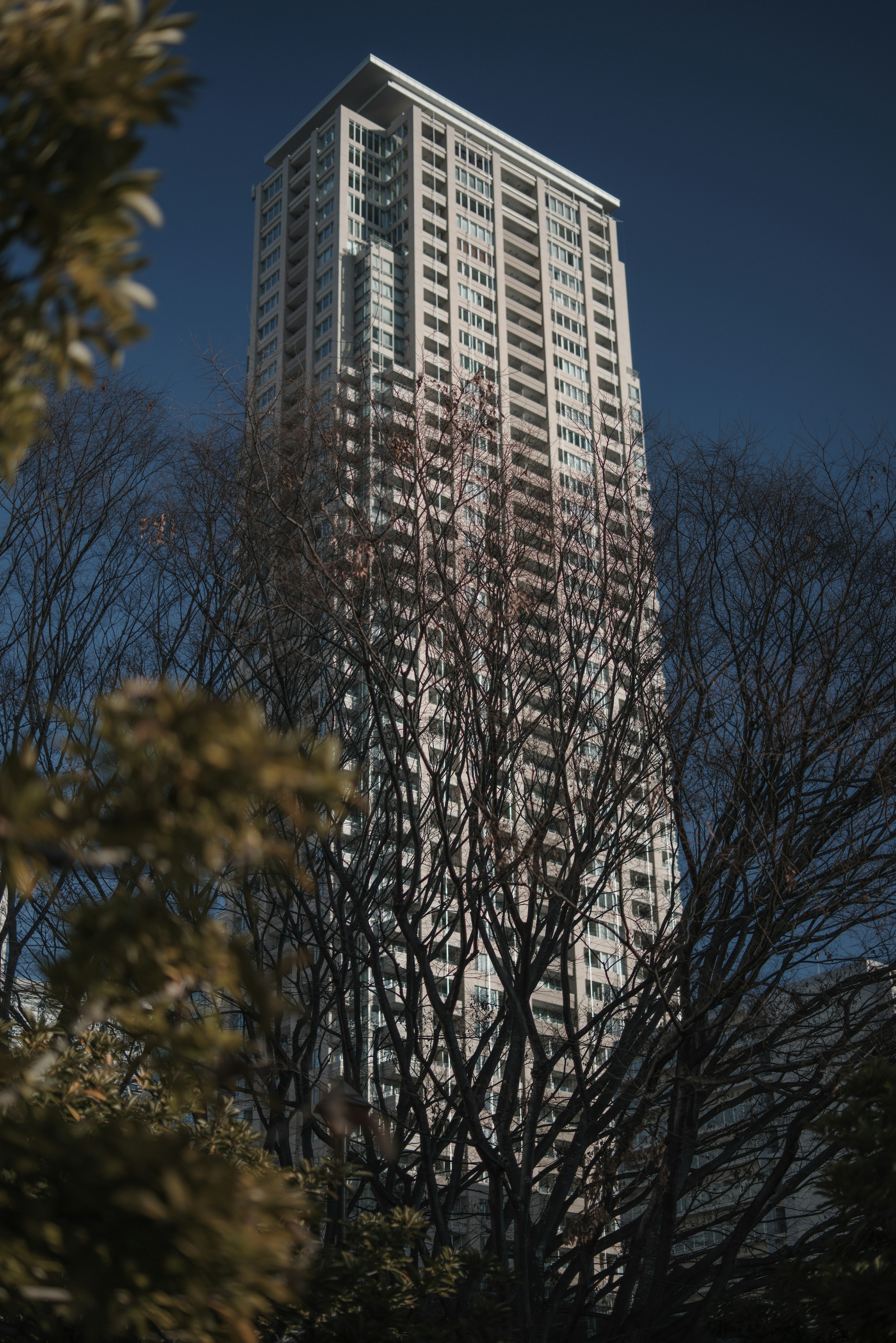 高層ビルが木々の間から見える景色