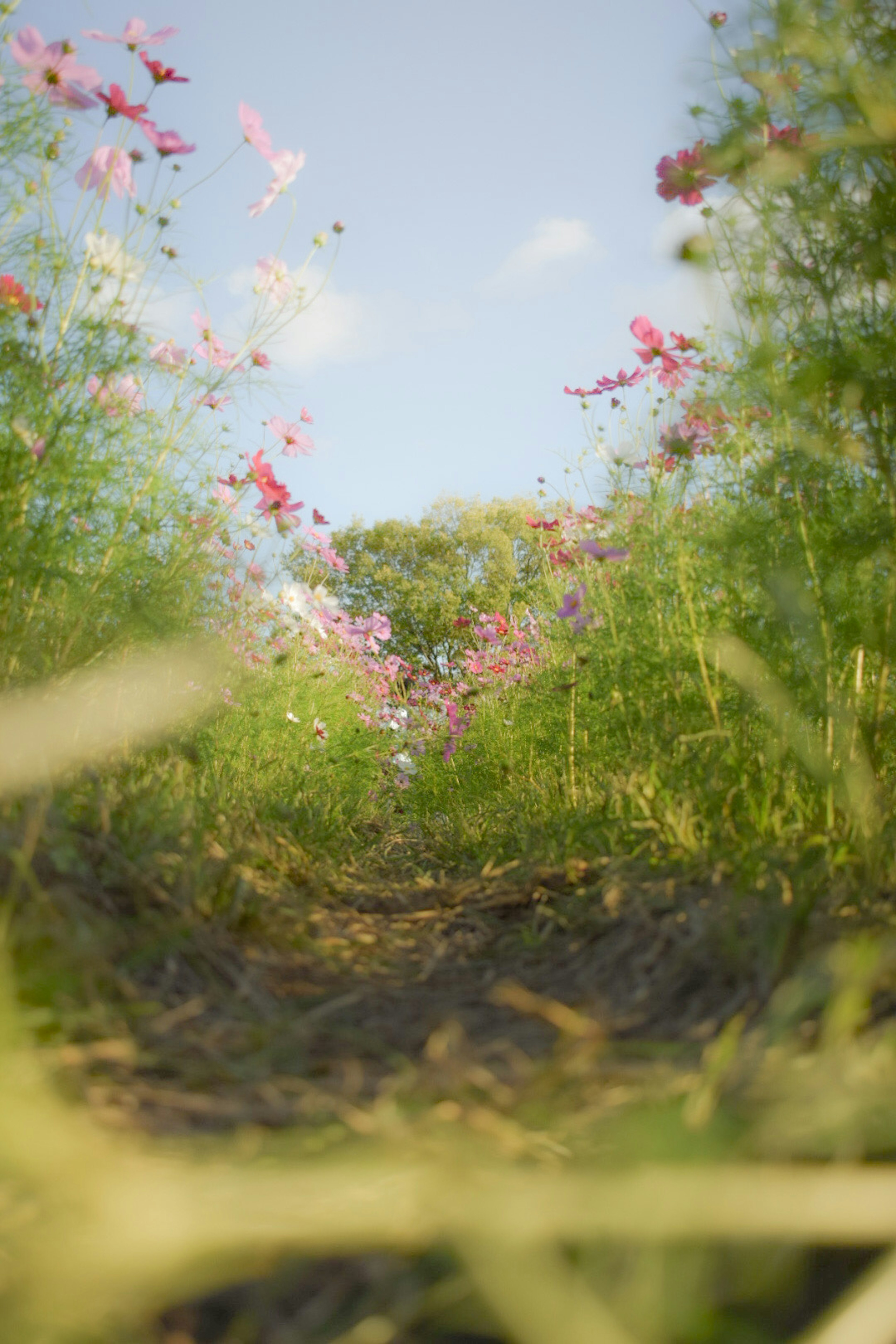 A beautiful pathway through a flower field