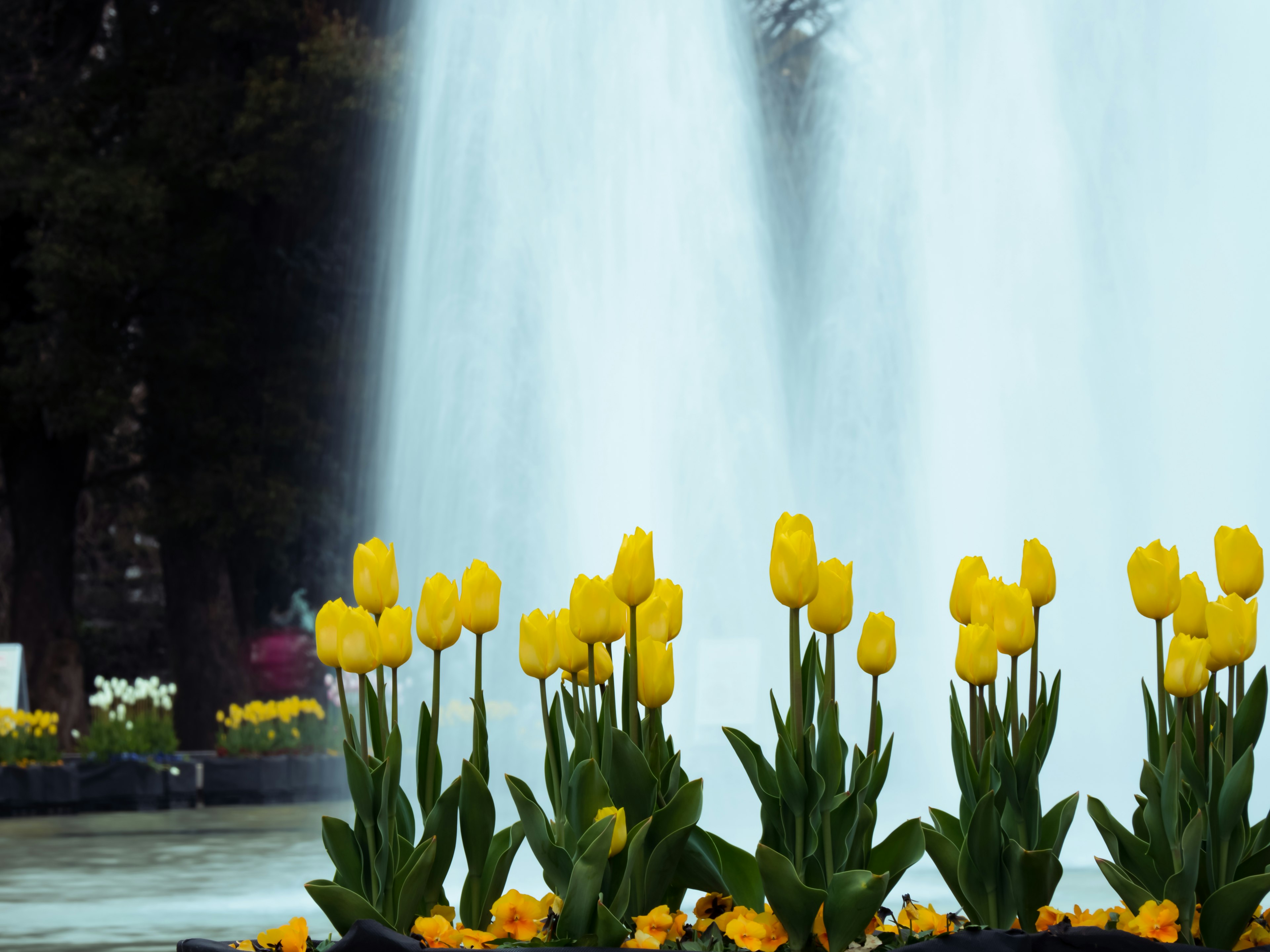 Yellow tulips in front of a fountain