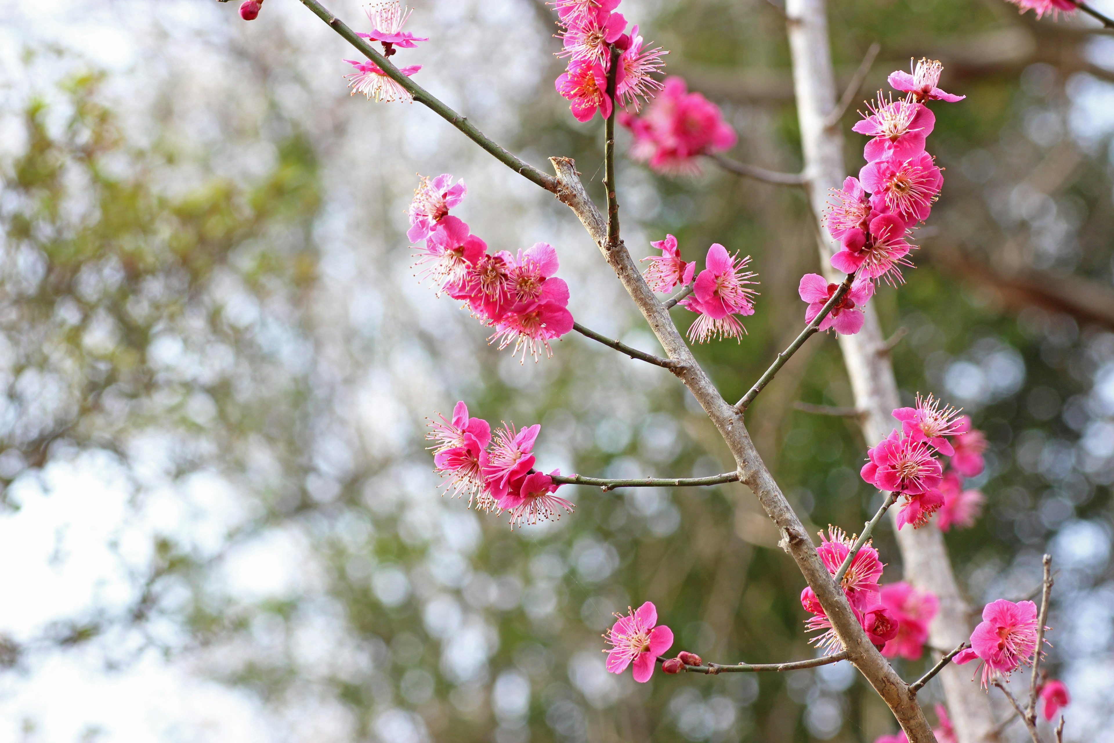 樱花枝的特写，盛开的粉色花朵