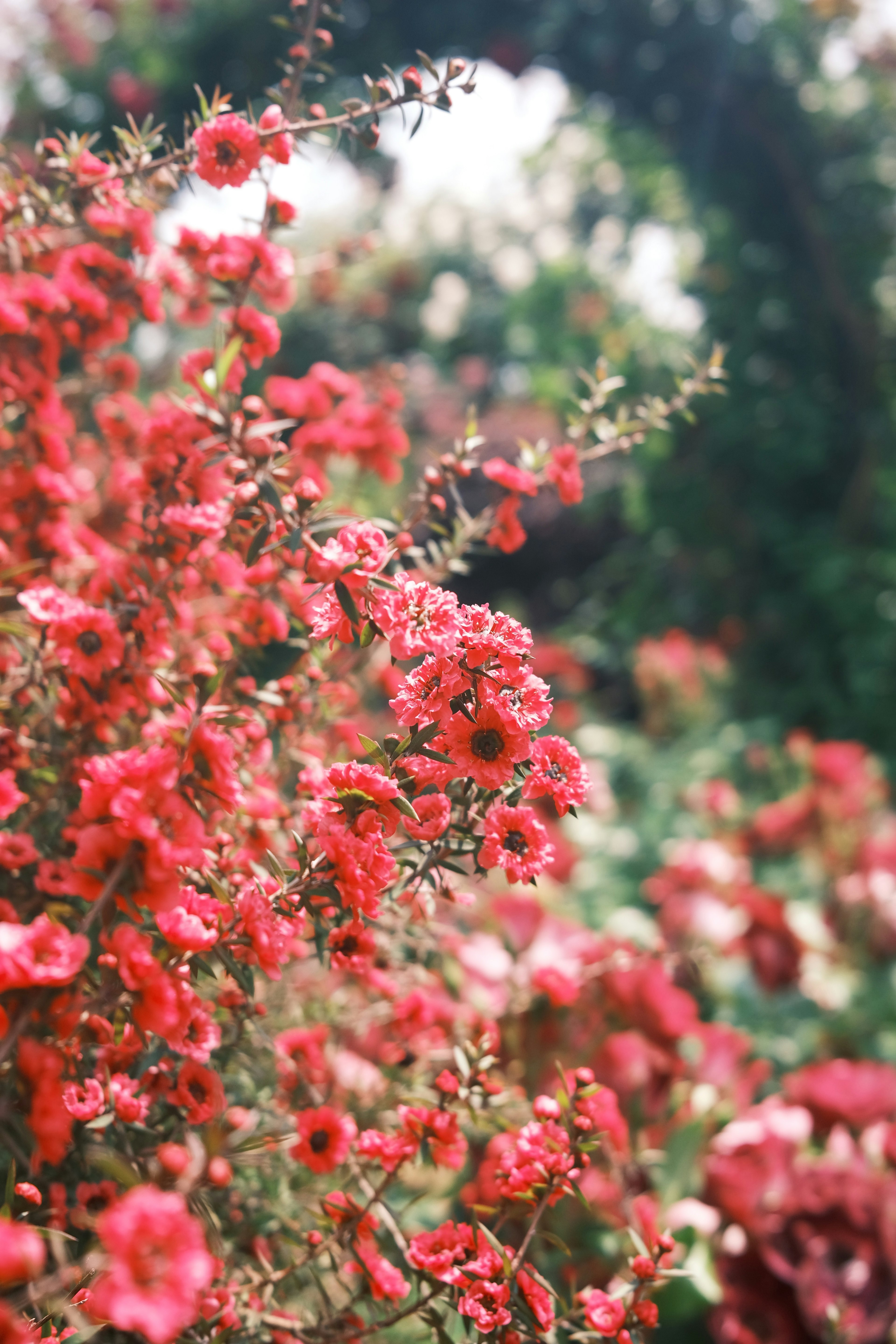 生機勃勃的紅花在花園中盛開