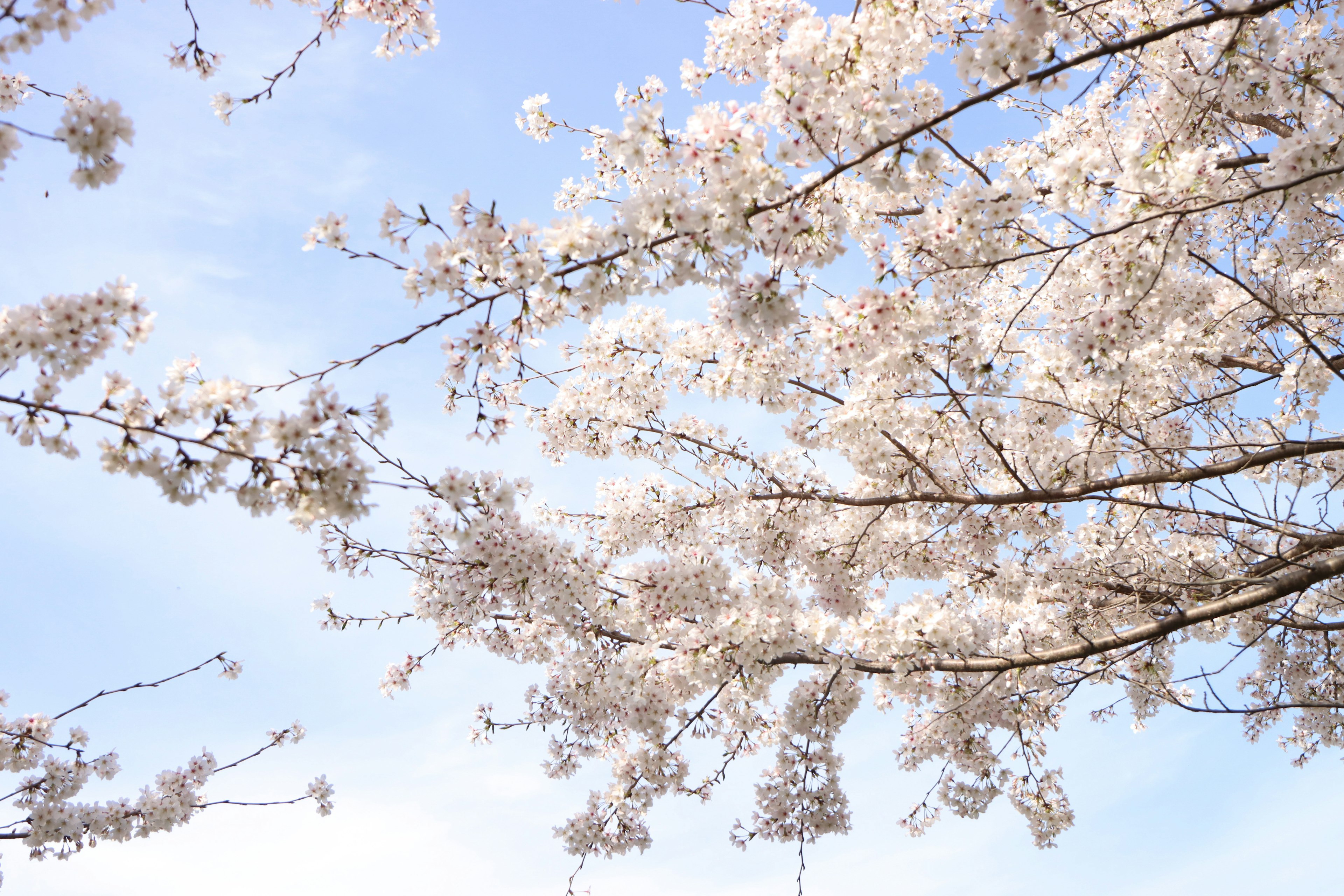 Schöne Aussicht auf Kirschblüten und Äste unter blauem Himmel