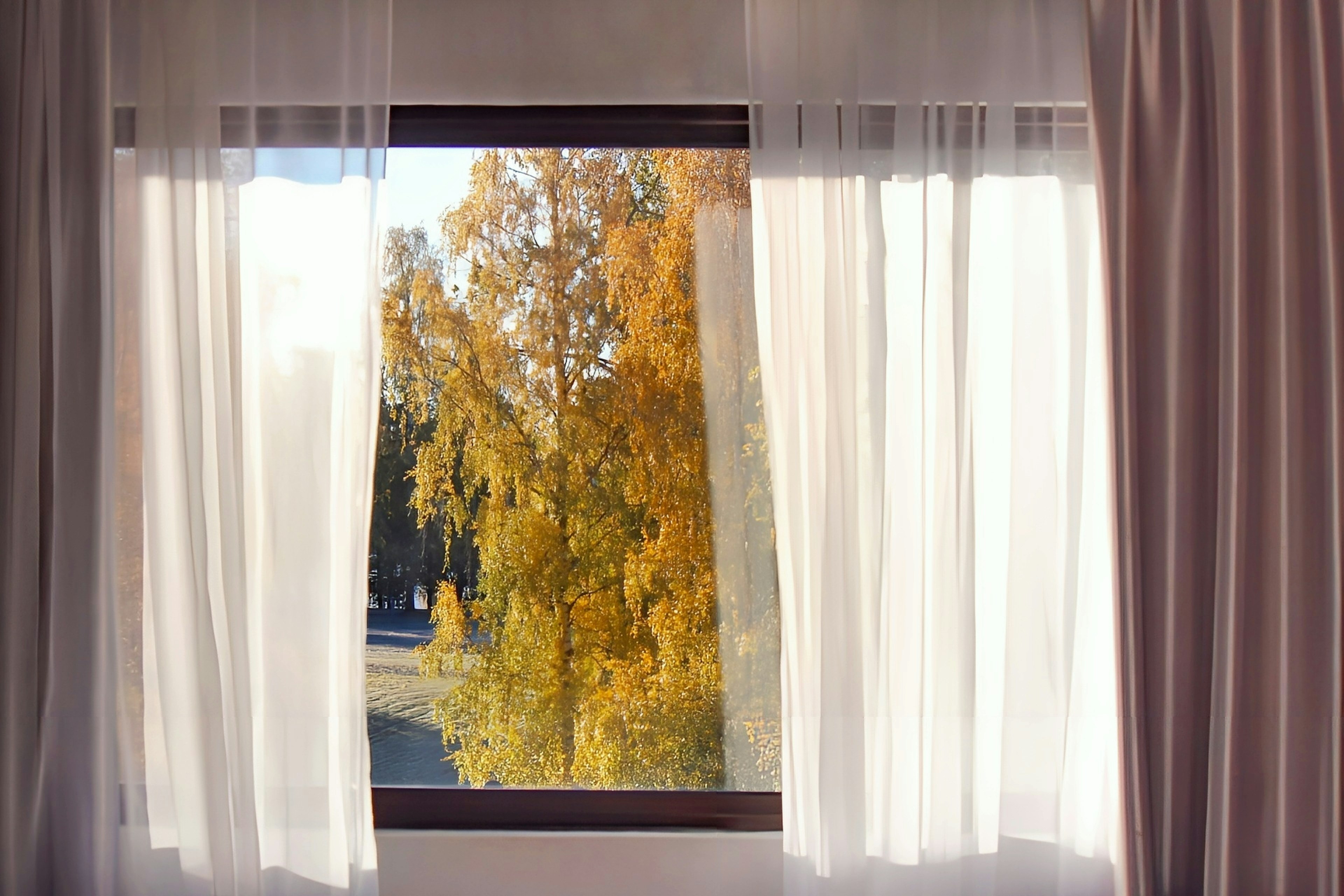 Window view framed by sheer curtains showing autumn trees