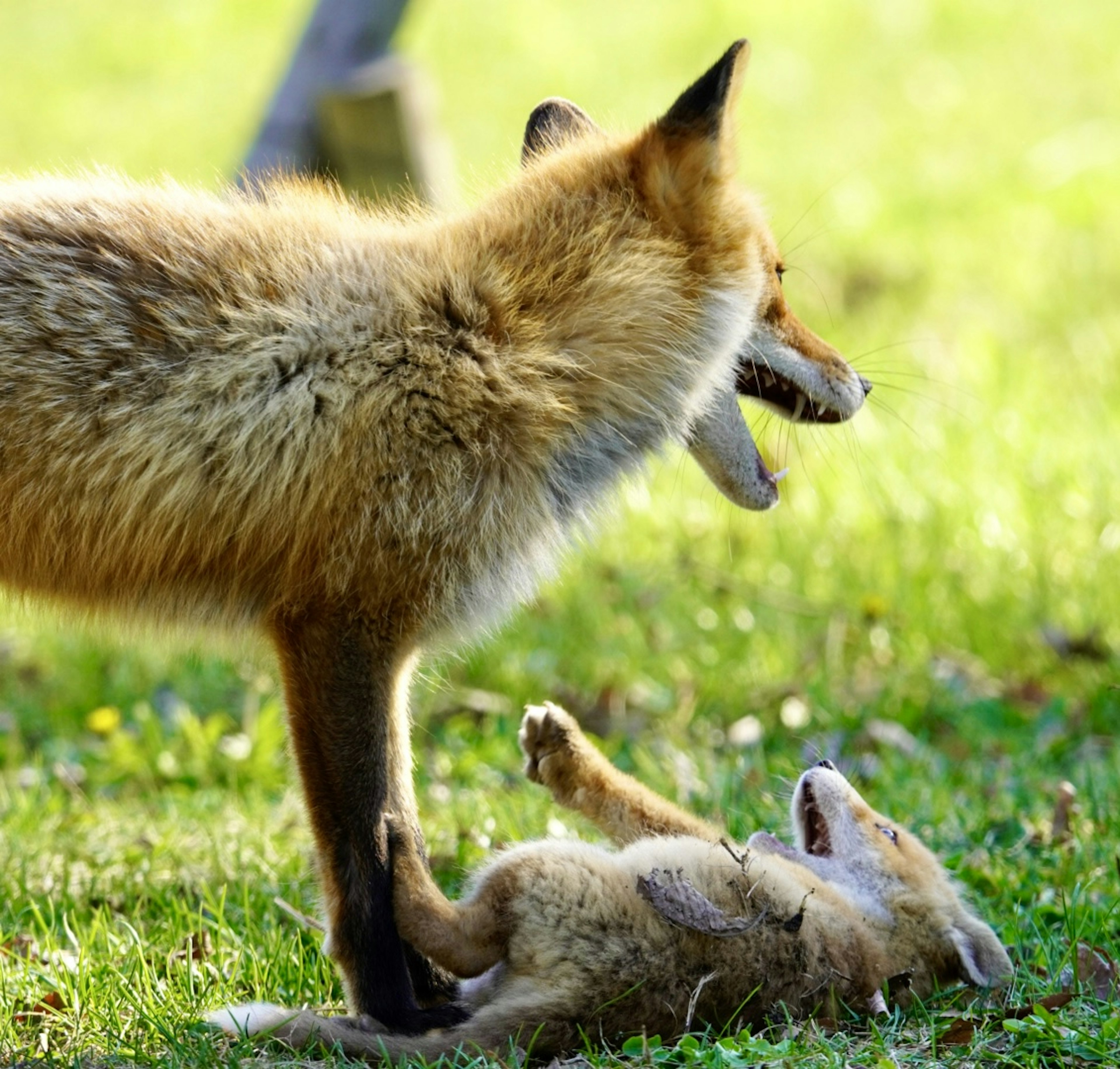 A parent fox and a playful cub on grass, the mother fox interacting with the young one