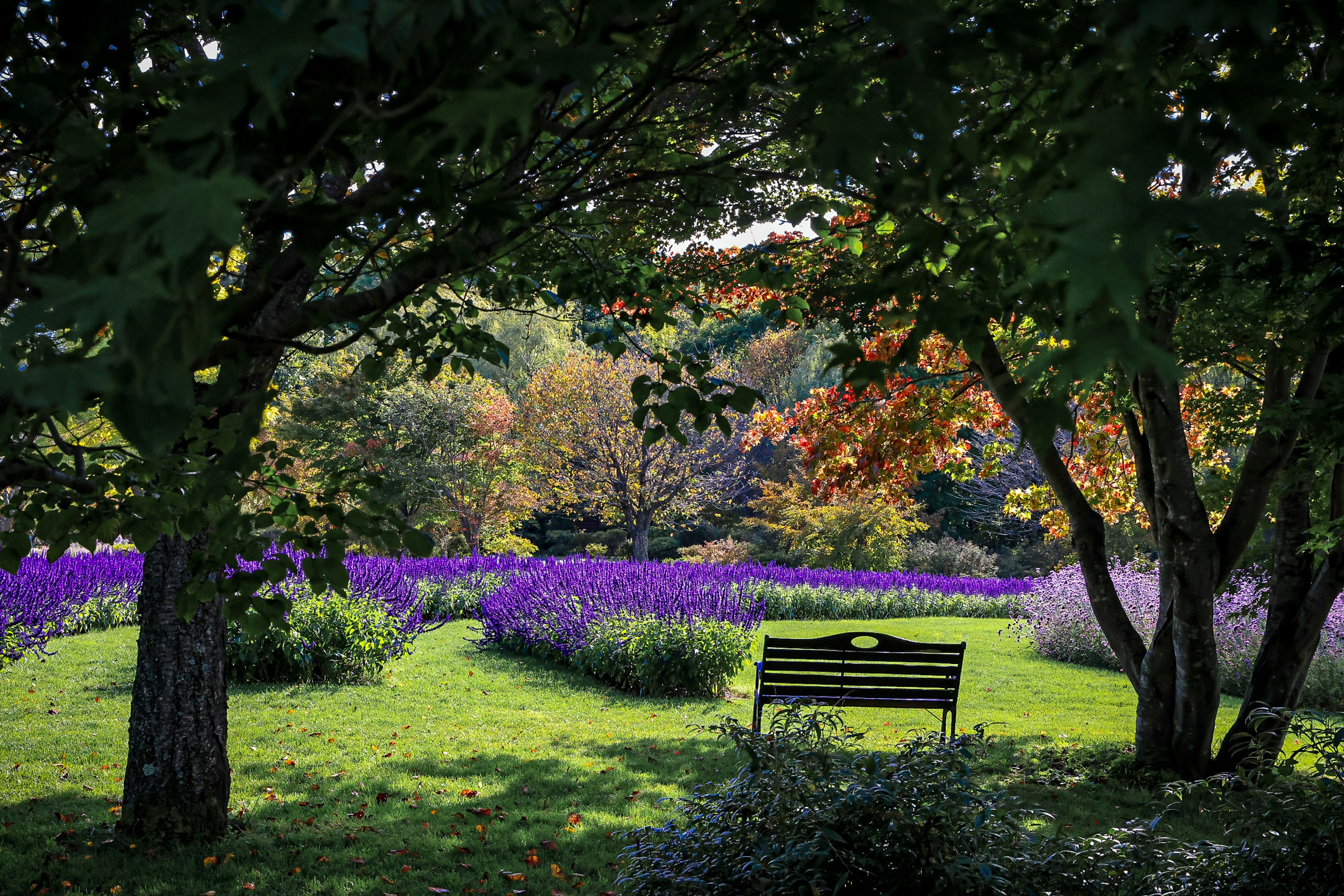 紫色の花が咲く美しい公園の風景 ベンチが緑の芝生に置かれ 木々が周囲を囲む