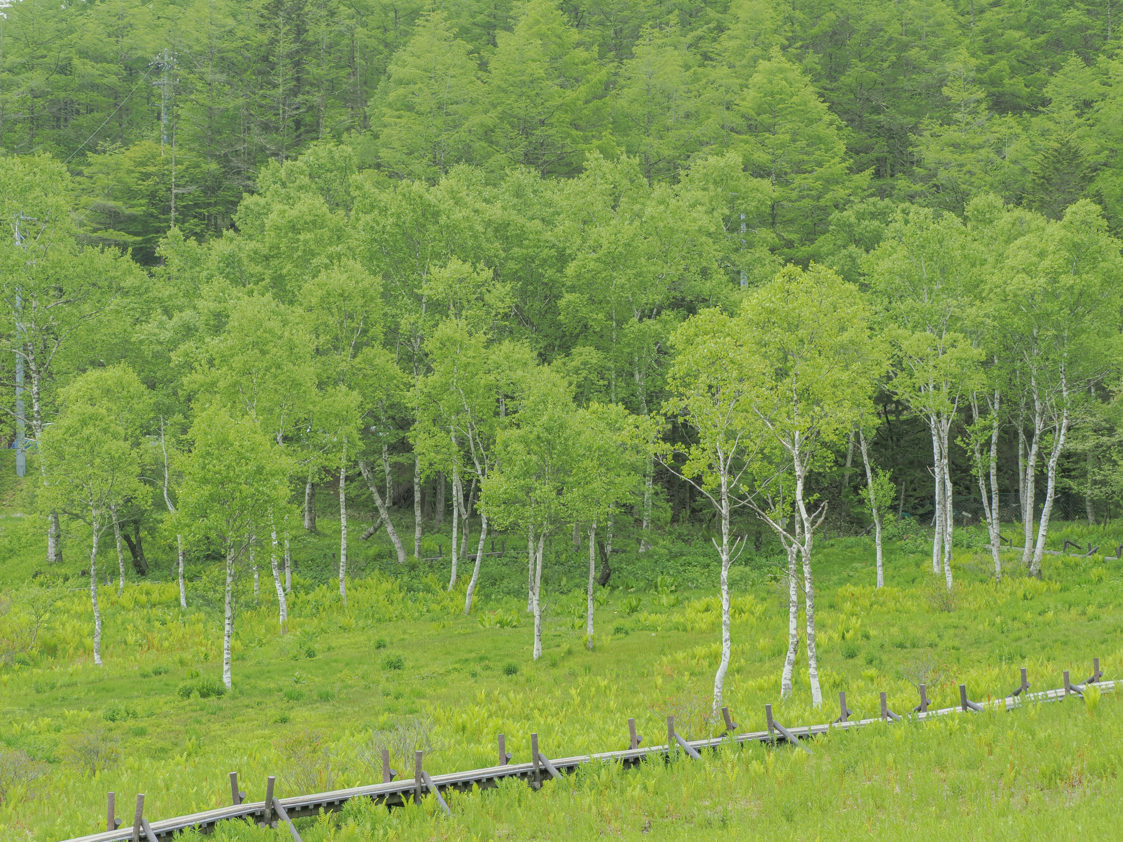 Üppige grüne Bäume mit weißen Stämmen in einer lebhaften Landschaft