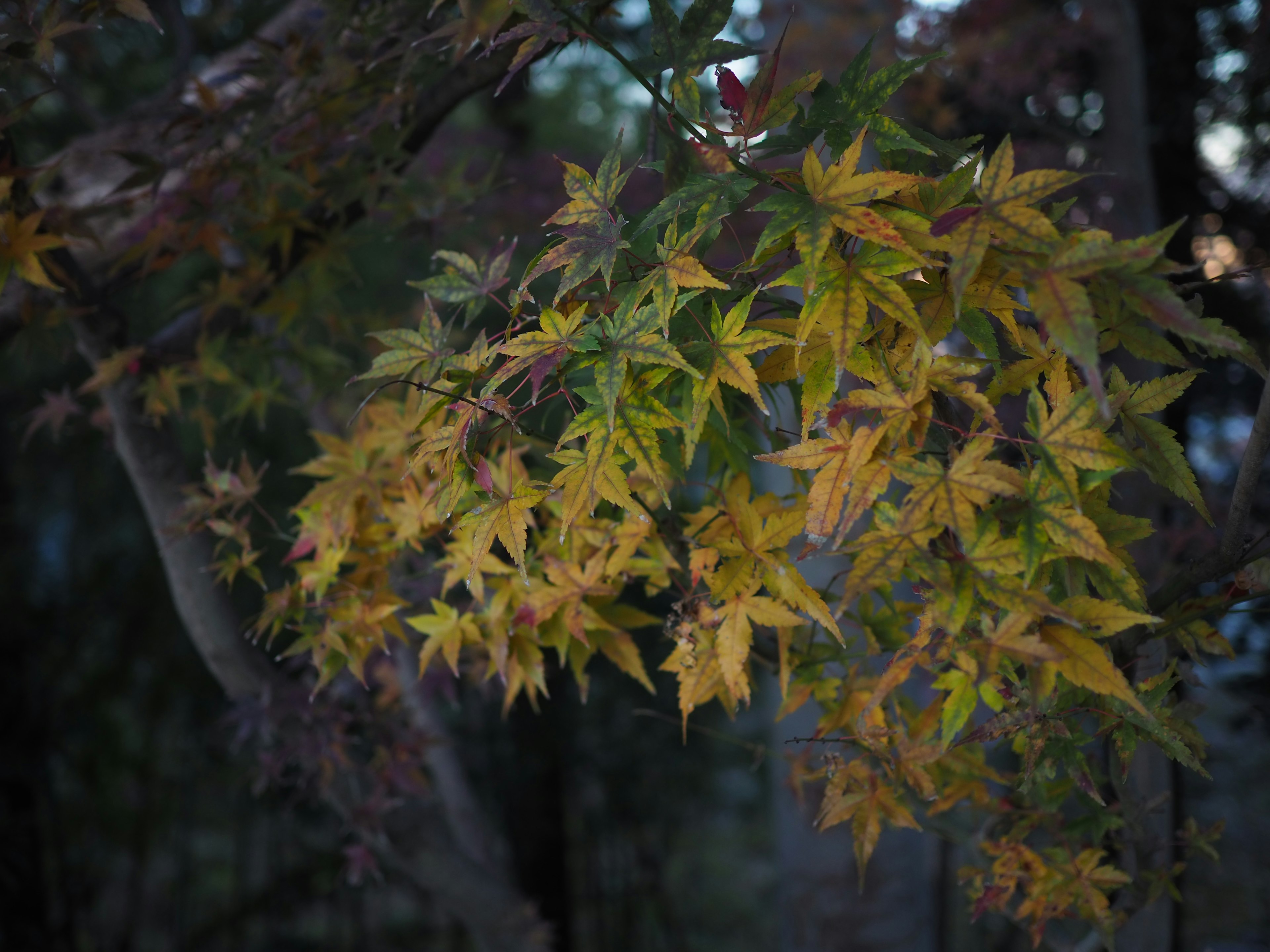 Nahaufnahme von herbstlichen Blättern an einem Zweig