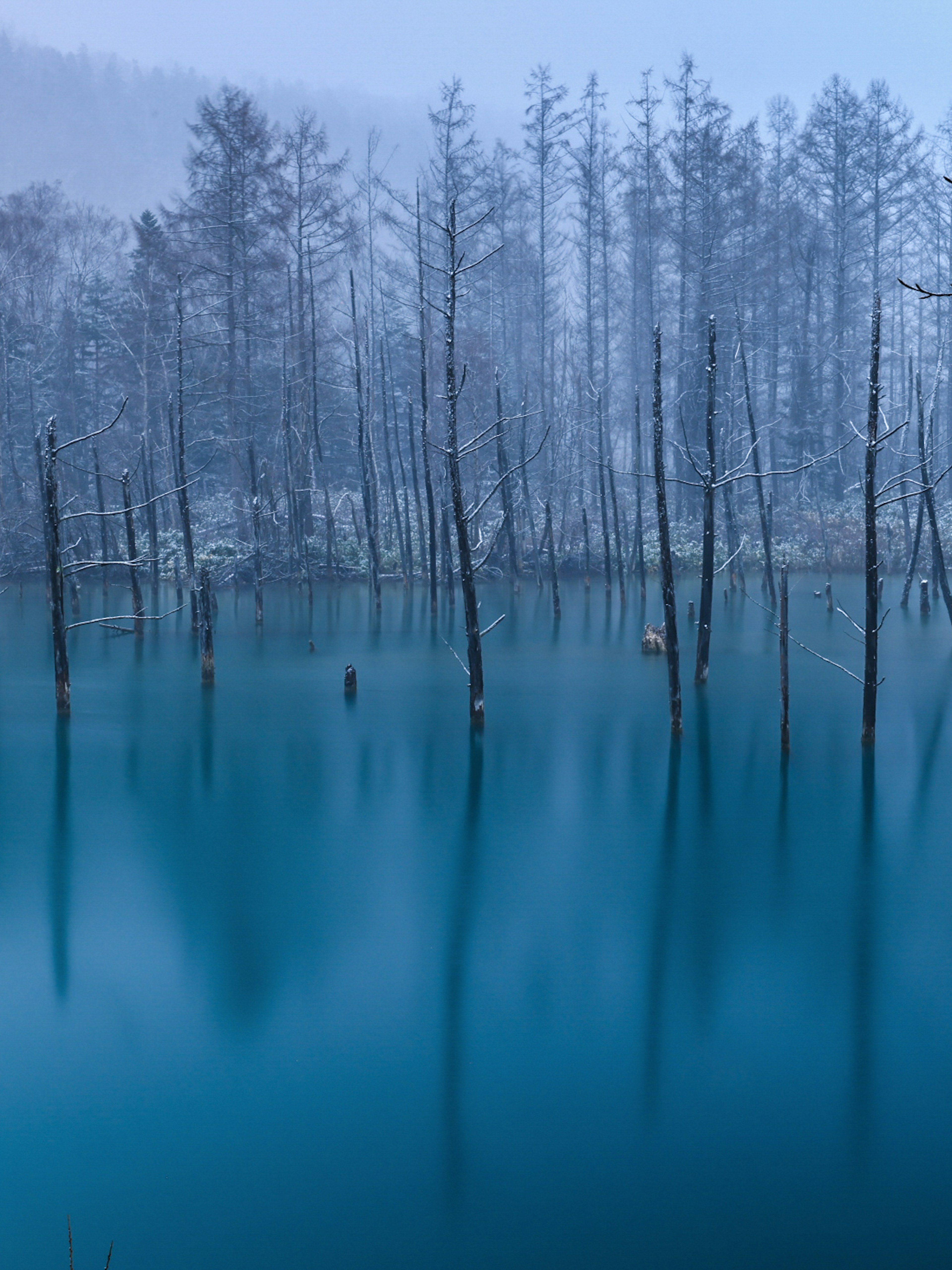 Silhouettes of snow-covered trees standing in a blue lake