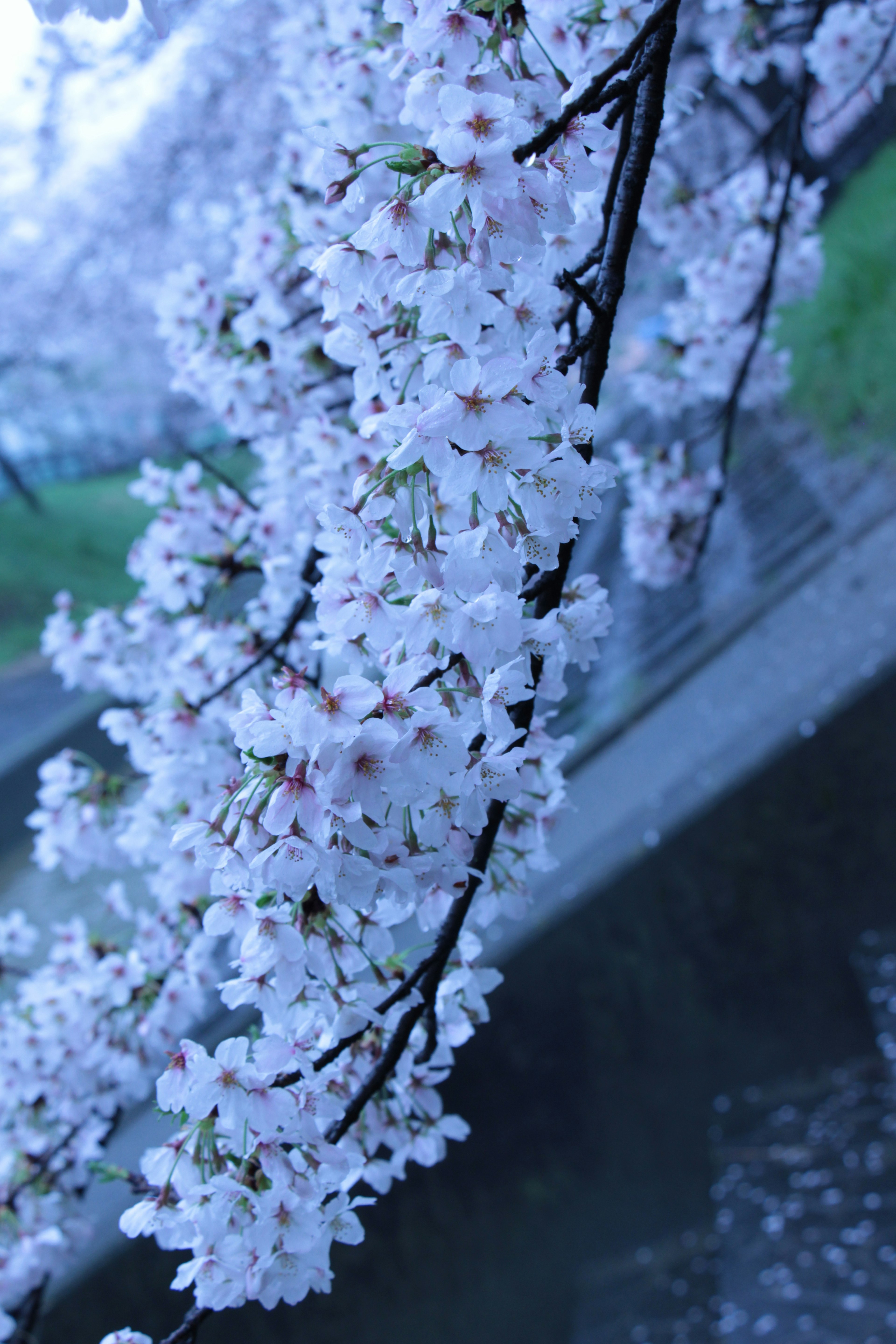 Primo piano di rami di ciliegio in fiore con fiori bianchi su sfondo blu